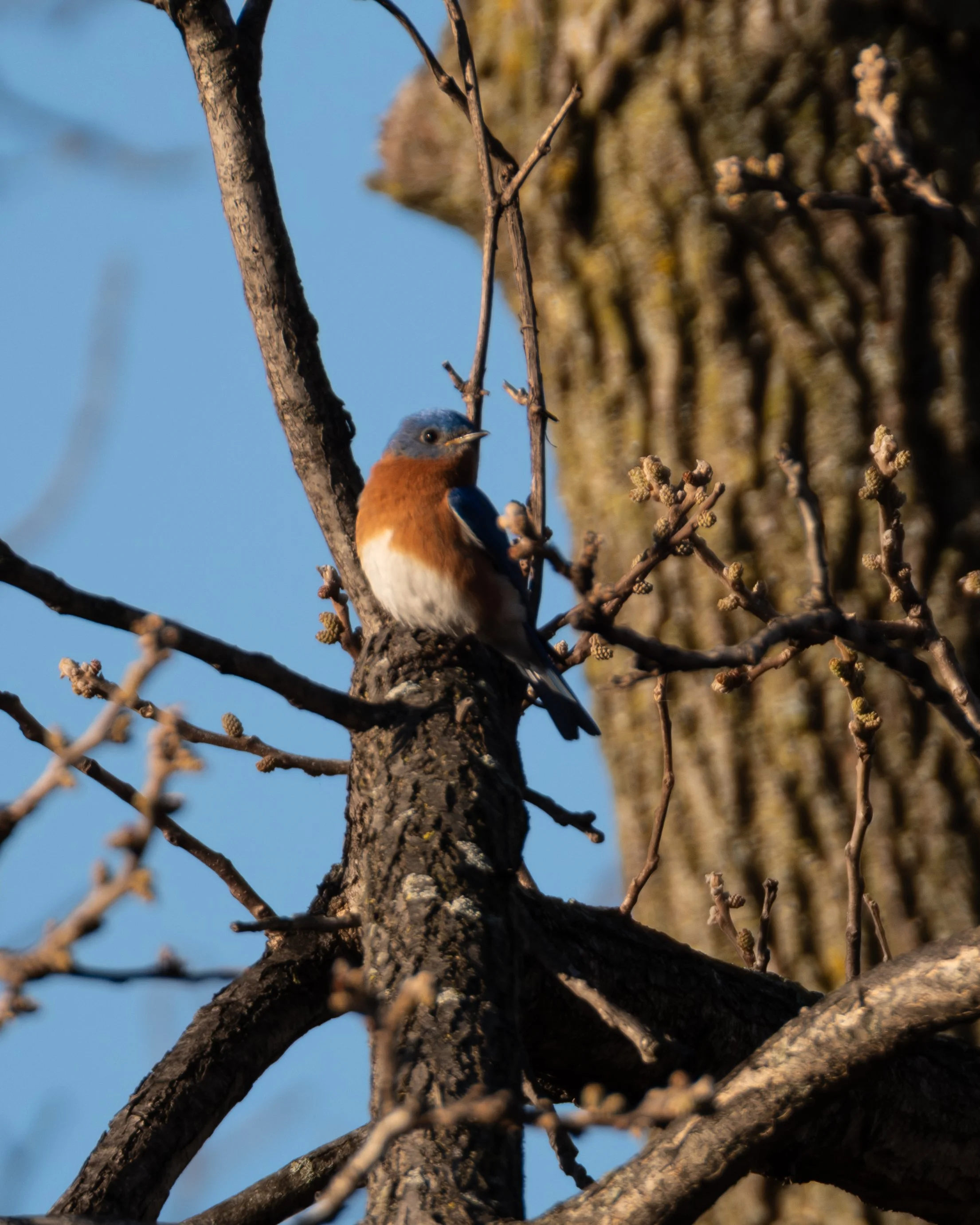 EasternBluebird.jpg