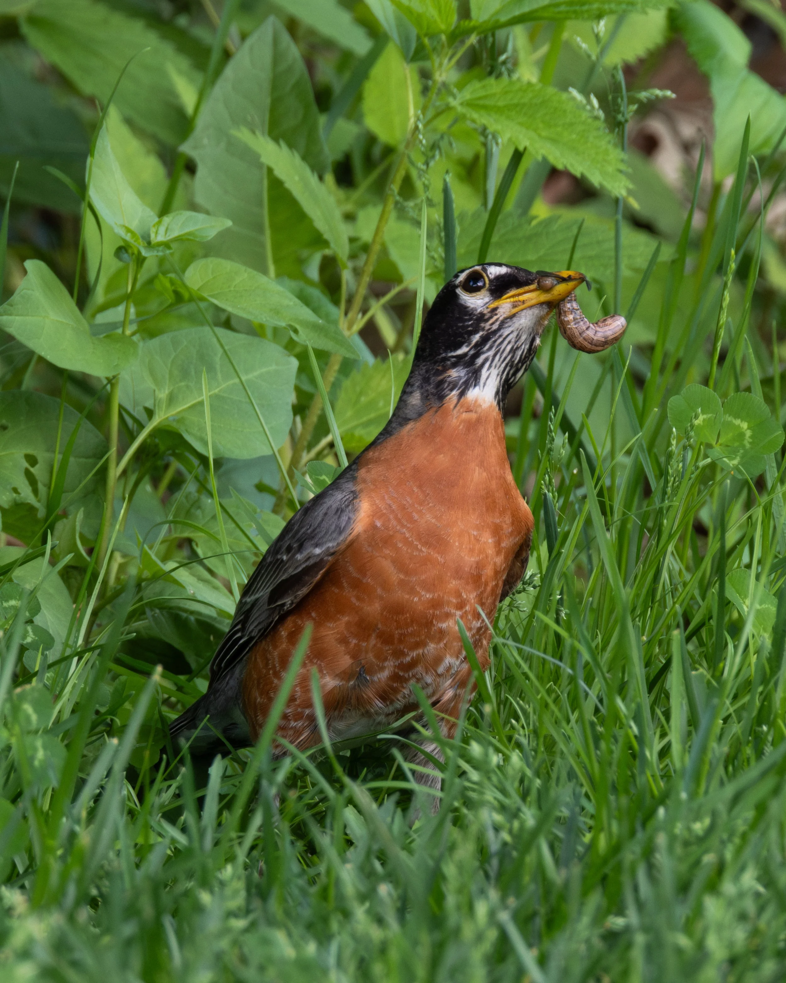 American Robin ( Turdus migratorius ) Hastings, Minnesota