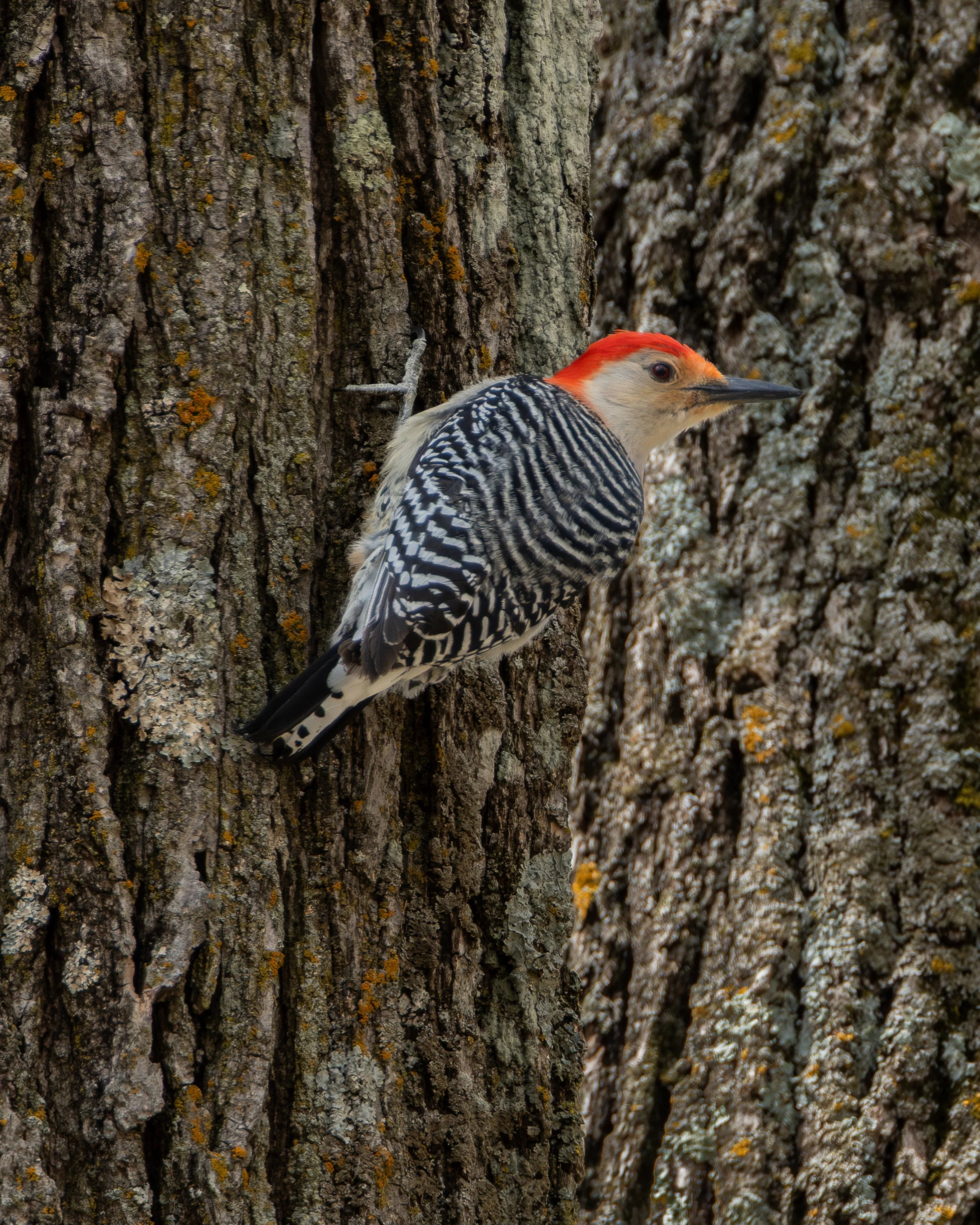 Red-bellied Woodpecker ( Melanerpes carolinus ) Sherburne NWR, Minnesota
