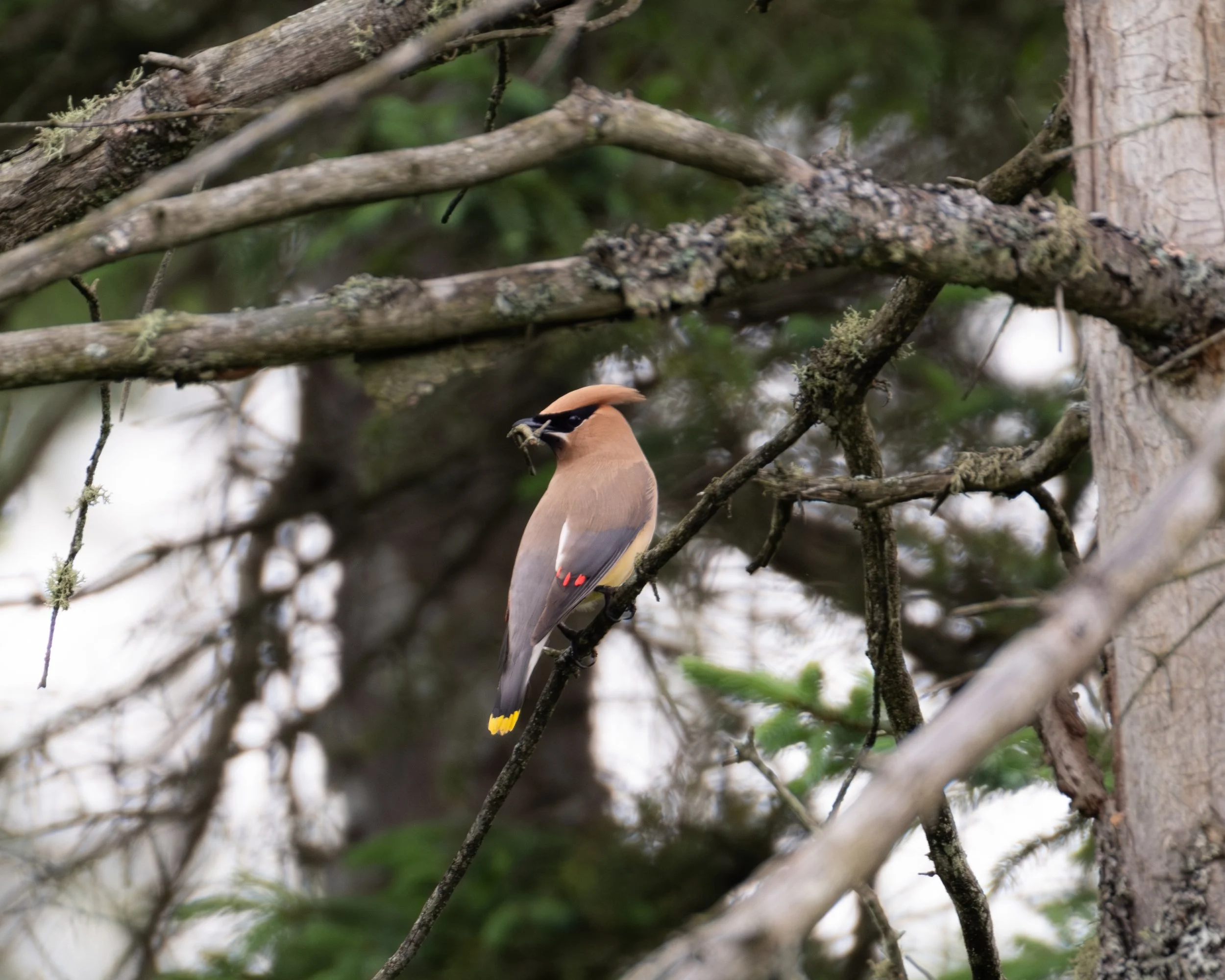 Cedar Waxwing ( Bombycilla cedrorum ) Grayling, Michigan