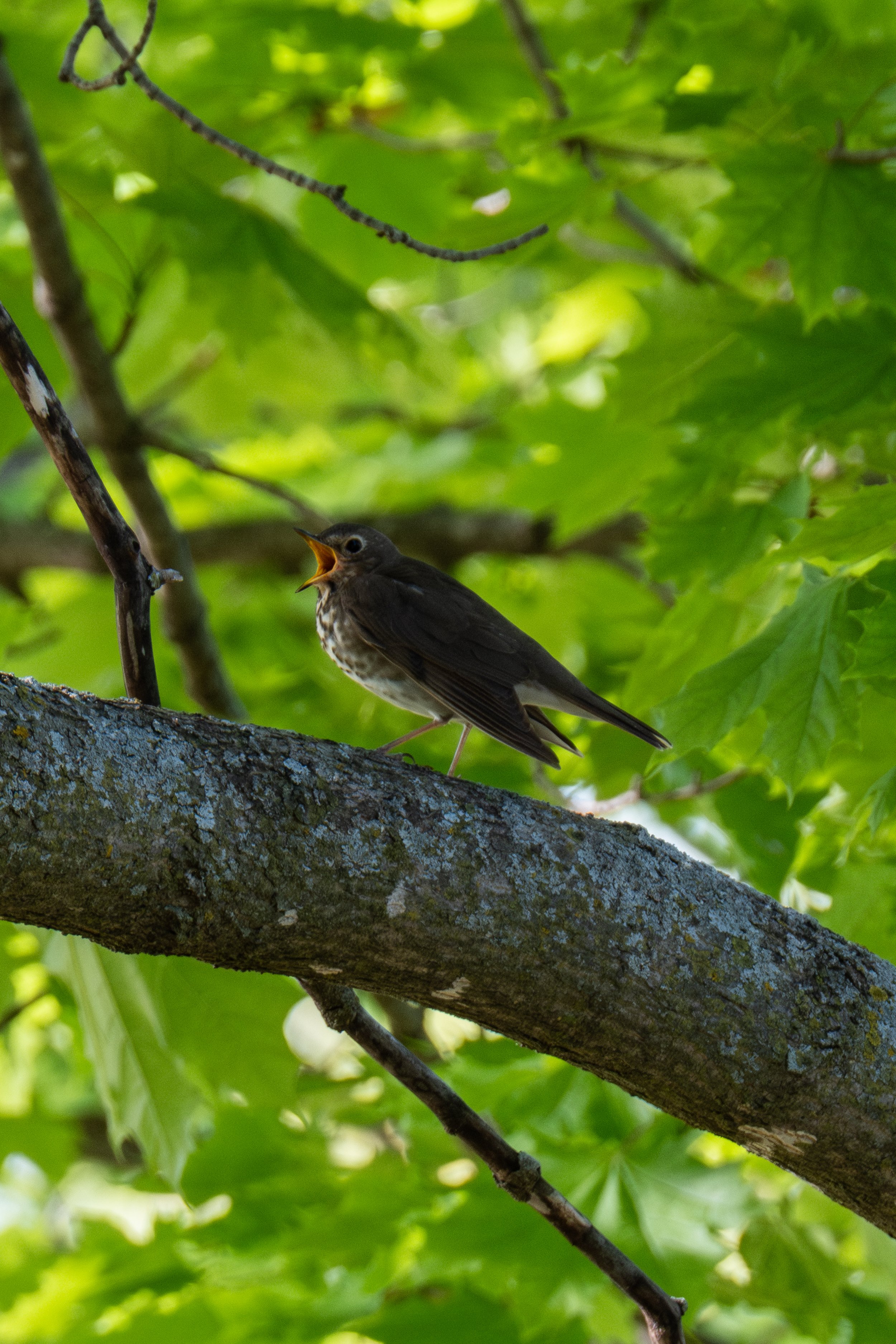 Swainson's Thrush ( Catharus ustulatus ) Frontenac, Minnesota