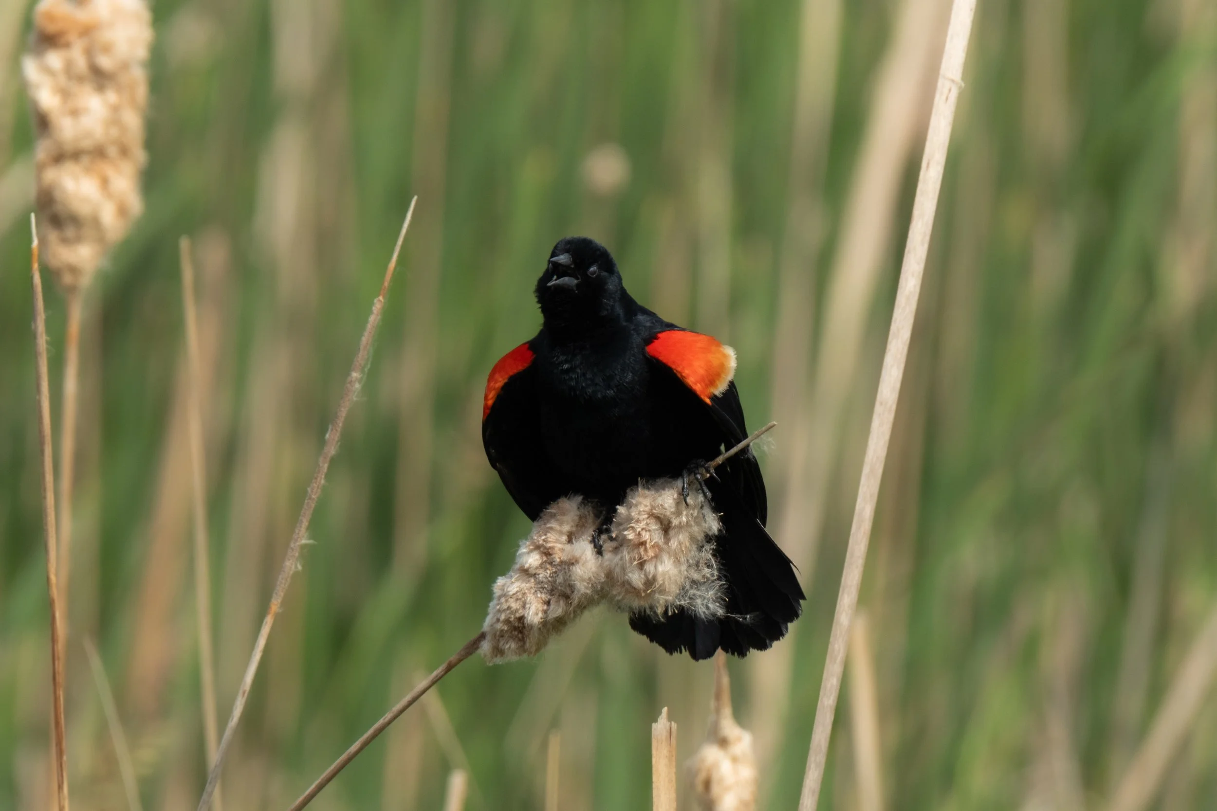 Red-winged Blackbird ( Agelaius phoeniceus ) Hastings, Minnesota