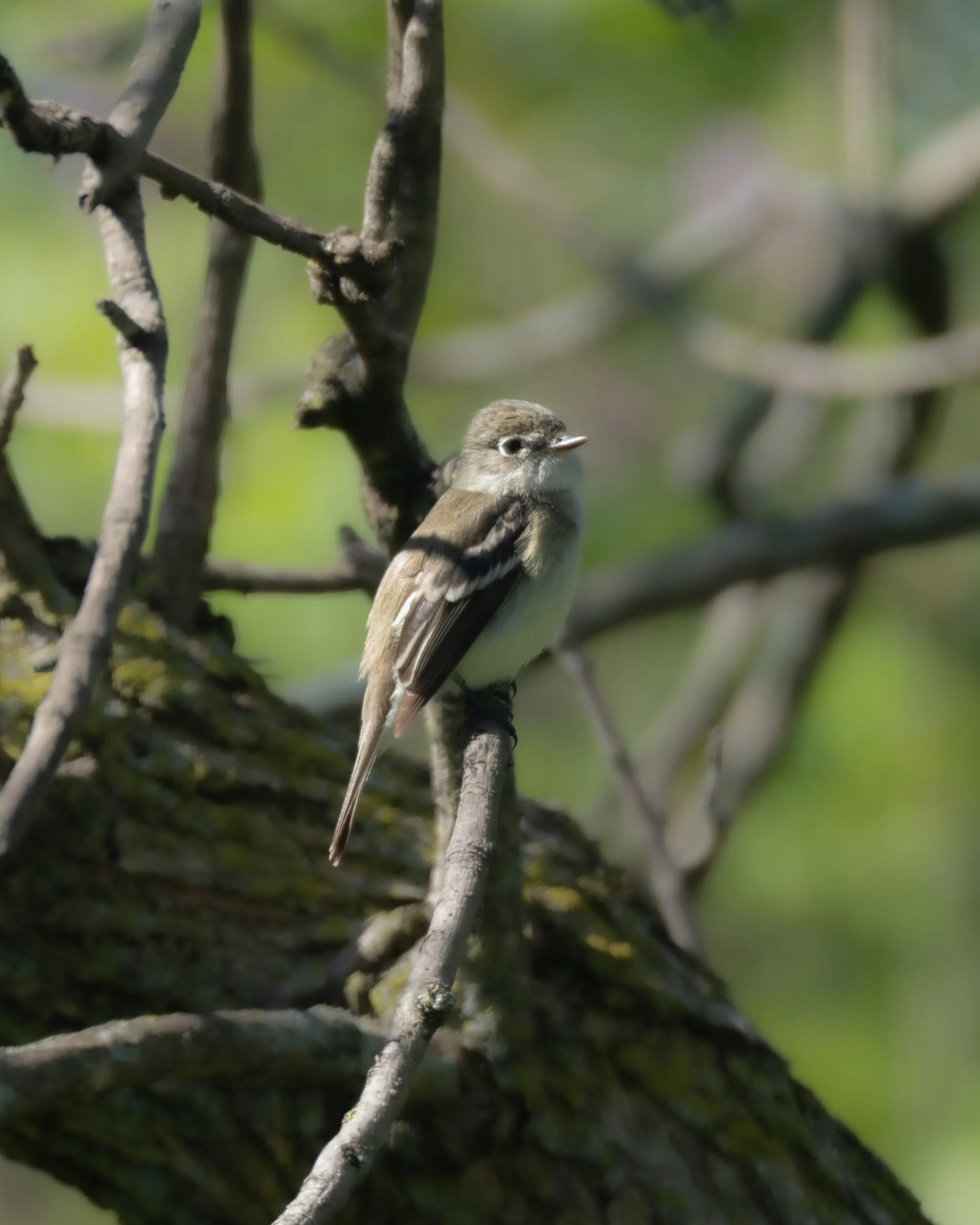 LeastFlycatcher.jpg