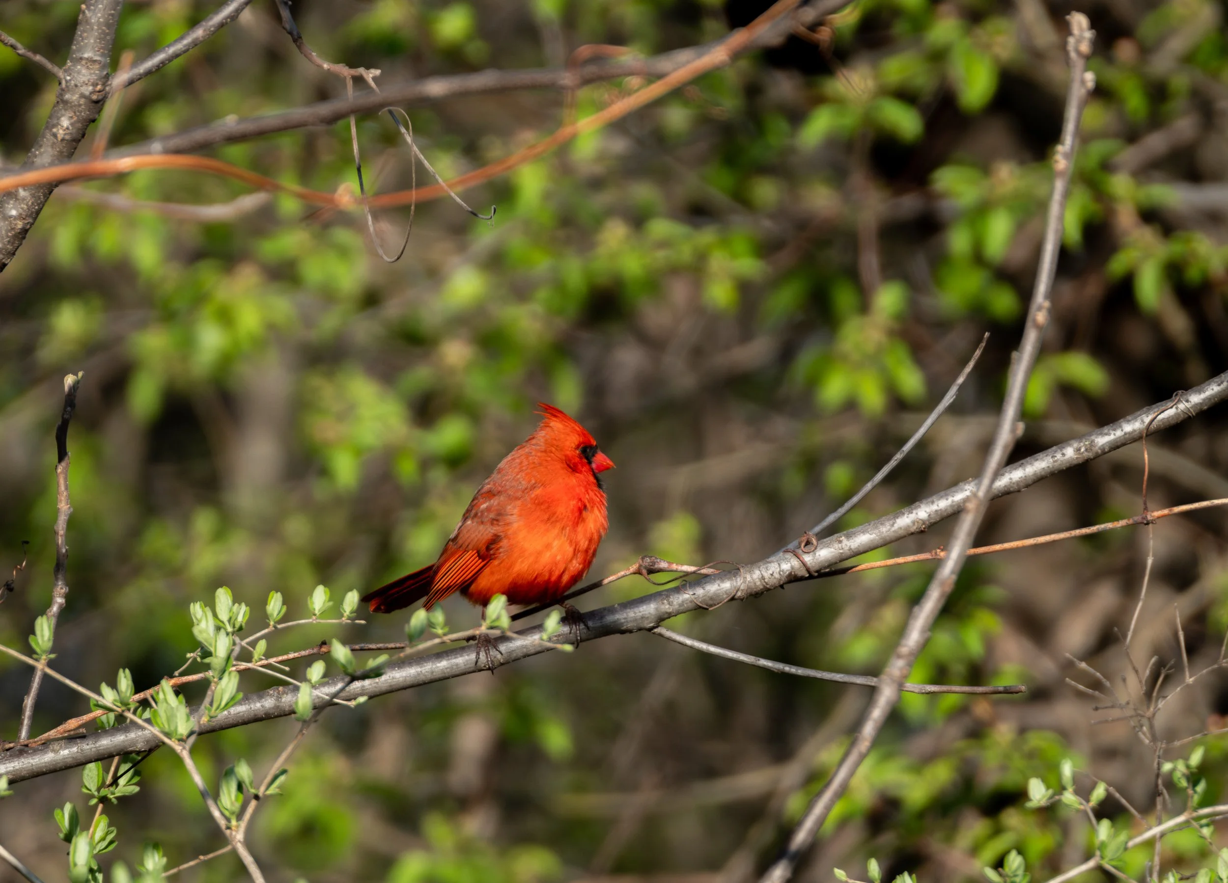 Northern Cardinal ( Cardinalis cardinalis ) Hastings, Minnesota