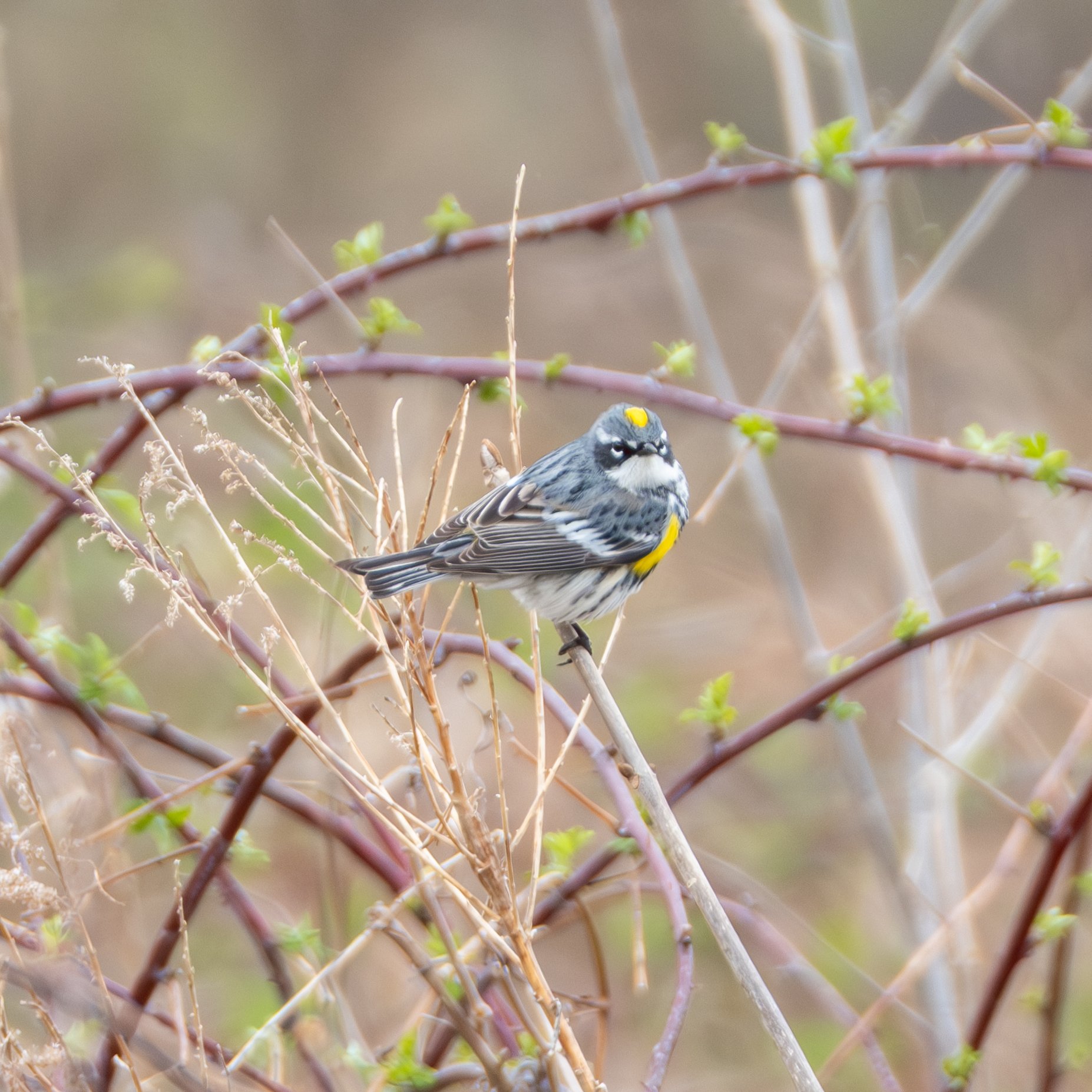 Yellow-rumped Warbler (Myrtle,  Setophaga coronata ) Hastings, Minnesota