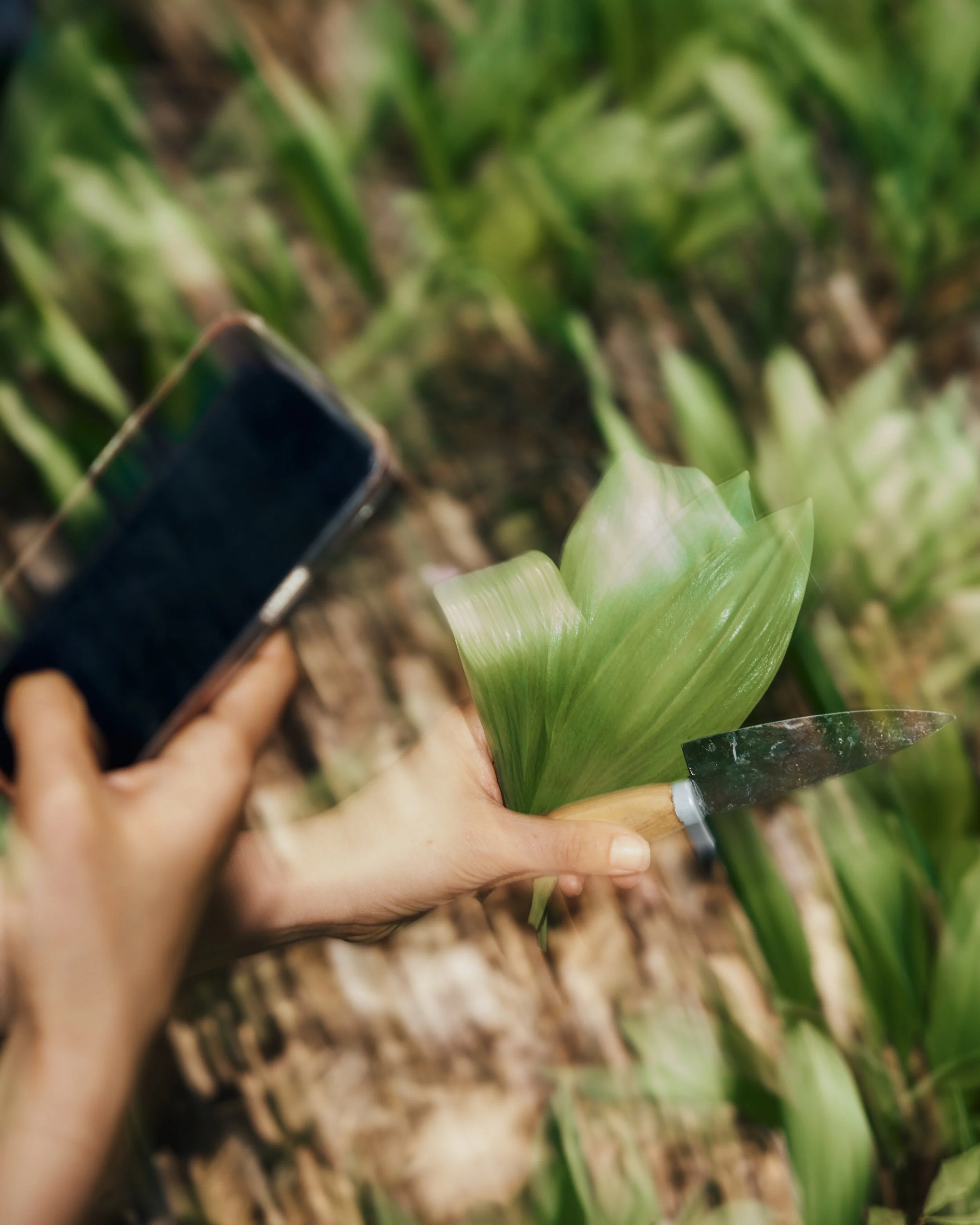 Person holding a smartphone and planting green leaves in a garden or farm.