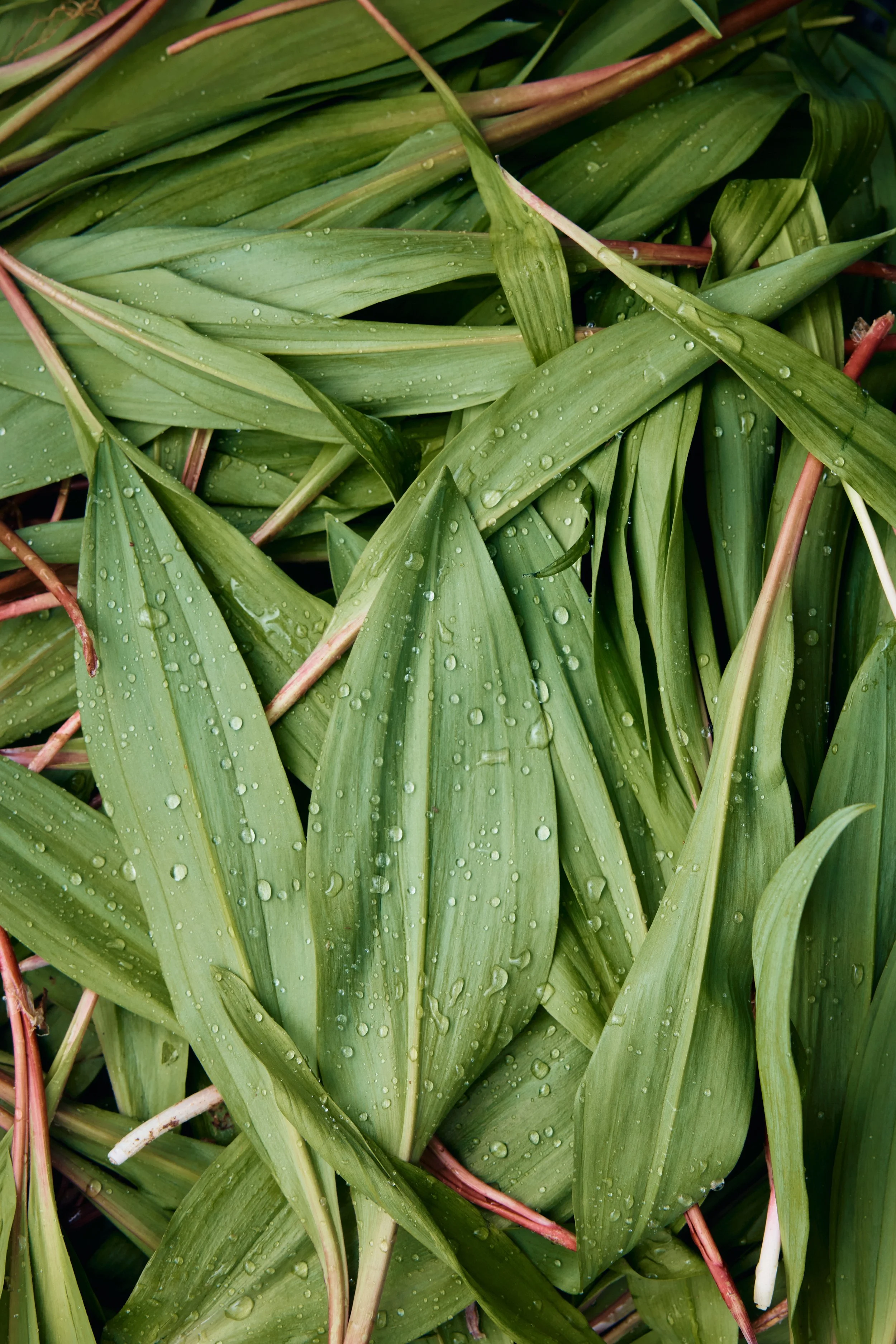 Close-up of green leafy plants with water droplets on the leaves.