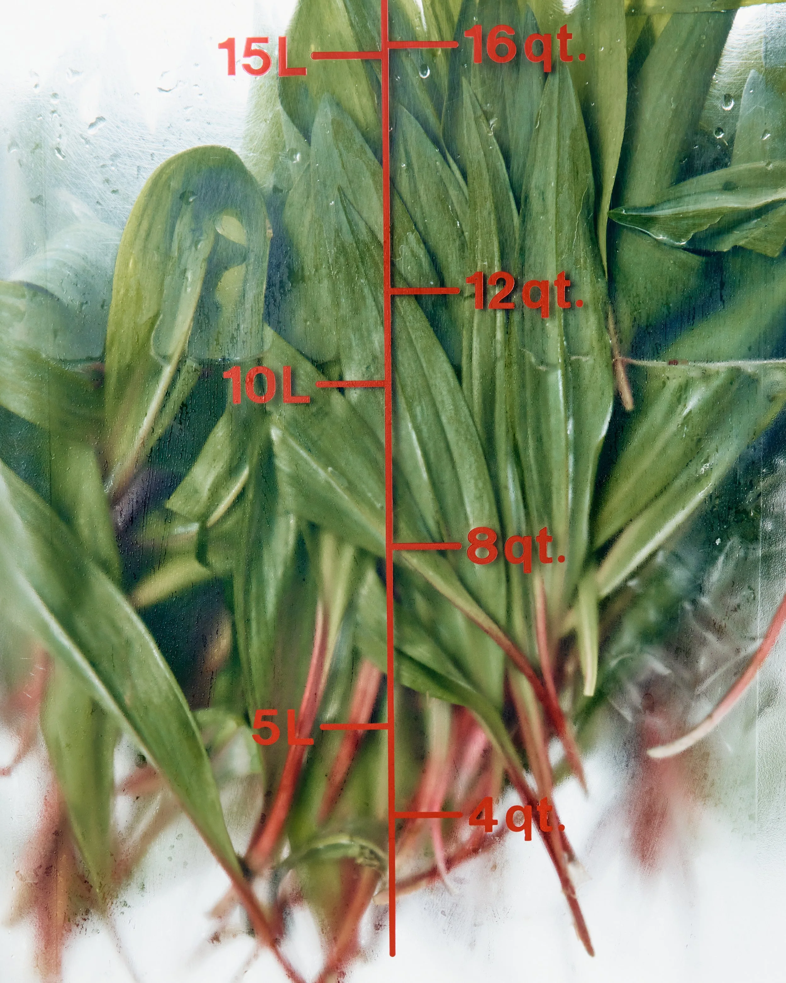 Close-up of leafy greens, possibly Swiss chard, with red stems, seen through a plastic measuring container with red measurement markings from 4 quarts to 16 quarts.