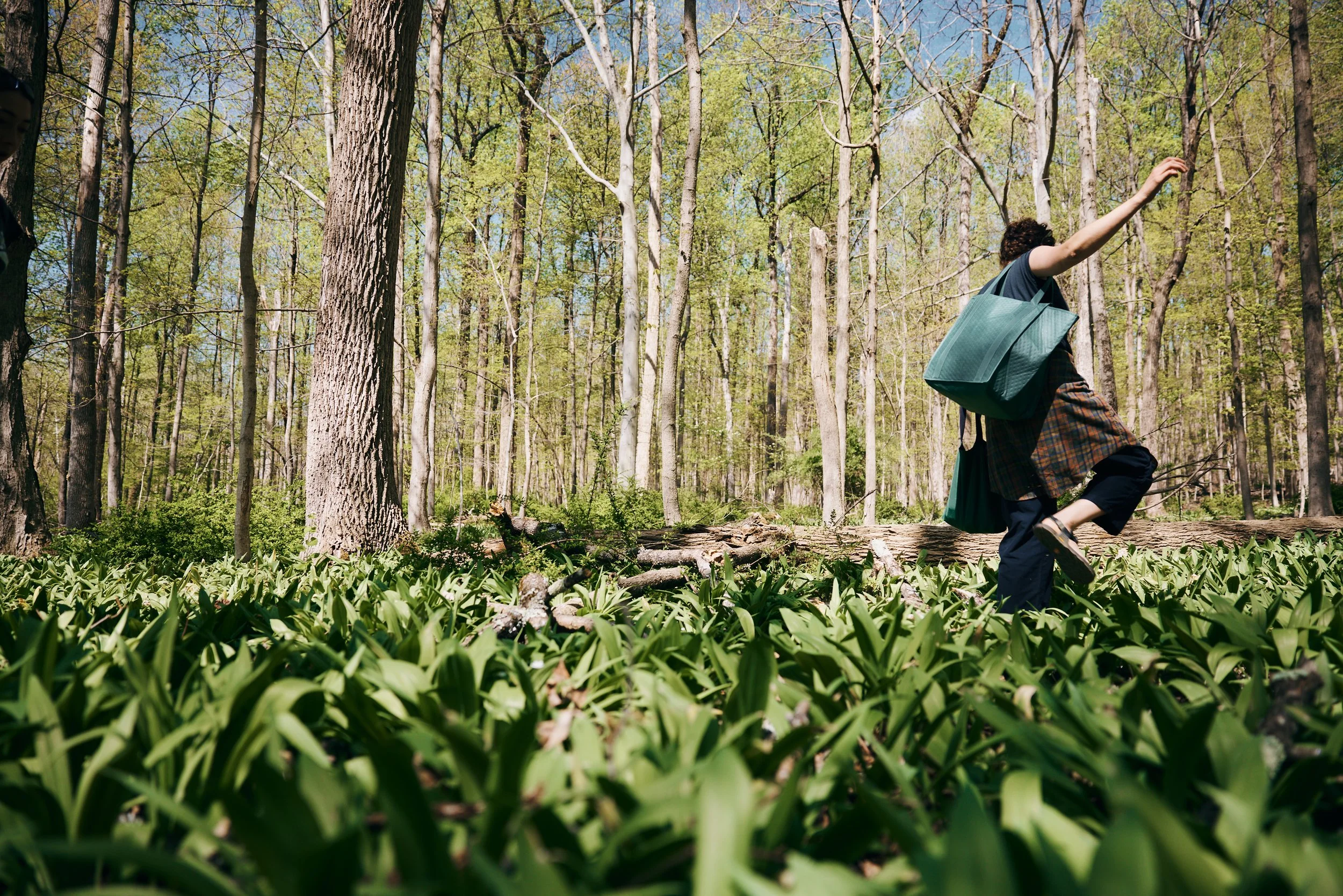 A person walking in a forest with dense green foliage and tall trees, wearing a backpack and raising one arm.