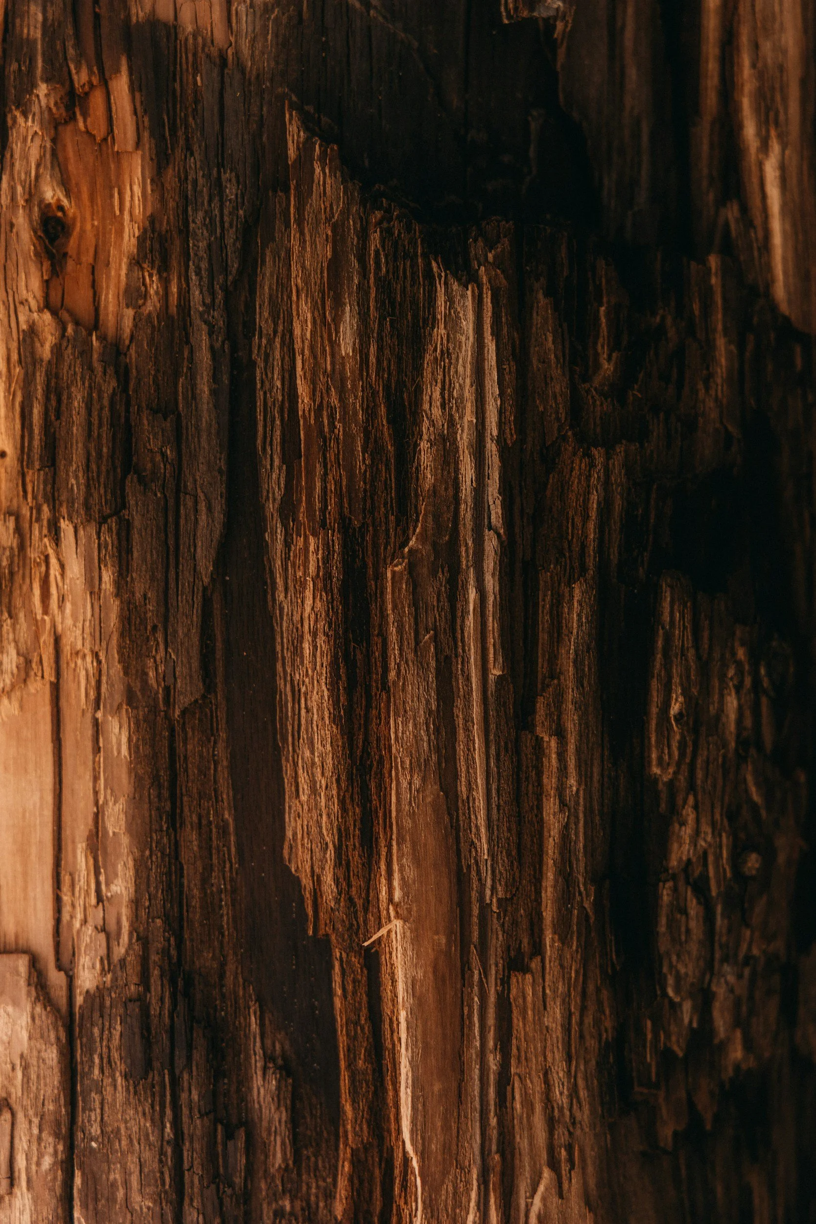 Close-up of weathered, textured tree bark with deep grooves and dark patches.