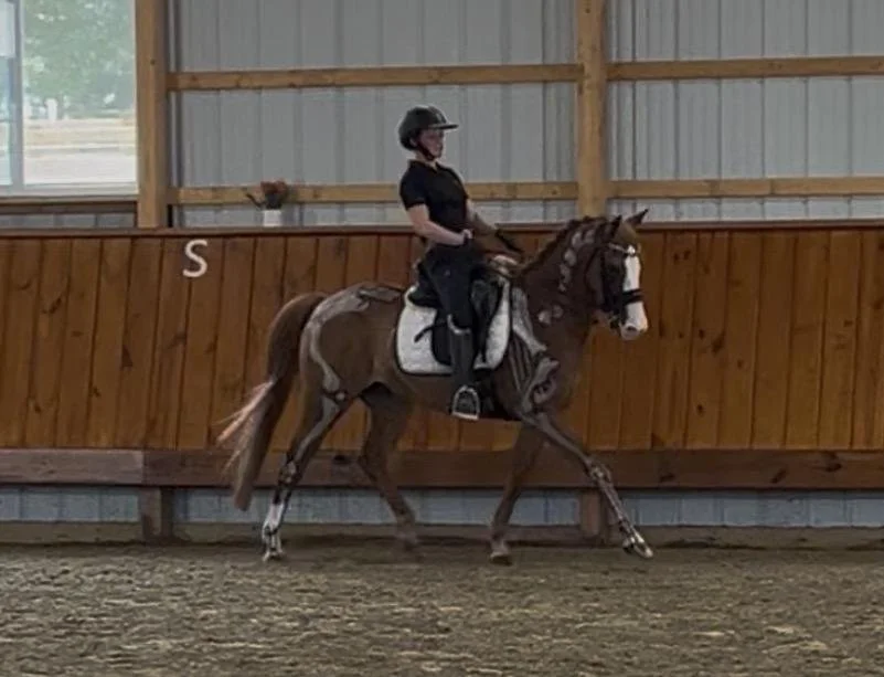 A woman riding a horse inside an indoor riding arena, wearing a helmet and black riding attire, with the horse having a white blaze on its face and white markings on its legs.