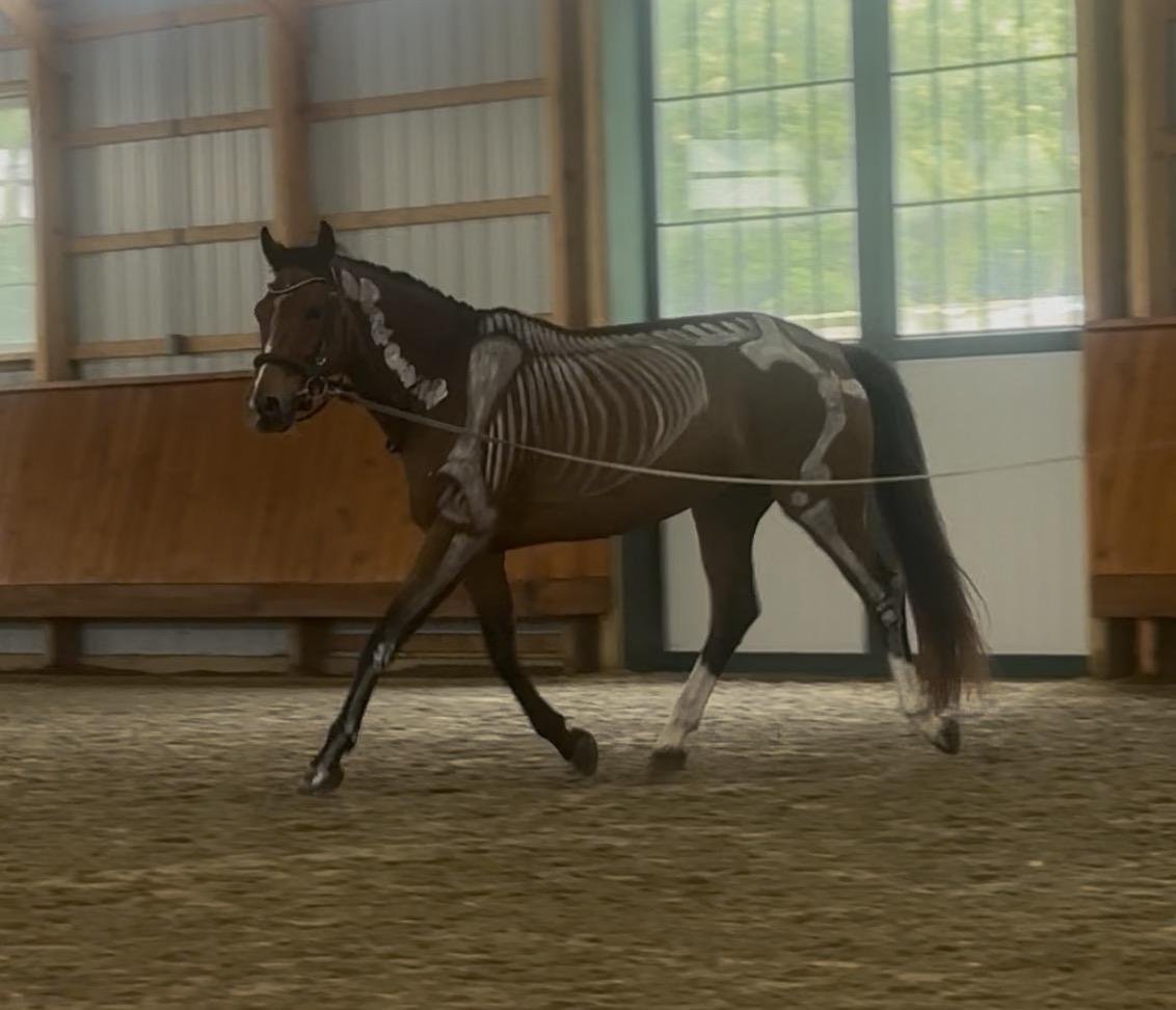 Horse inside a riding arena, with skeleton illustration overlay showing the horse's bones.