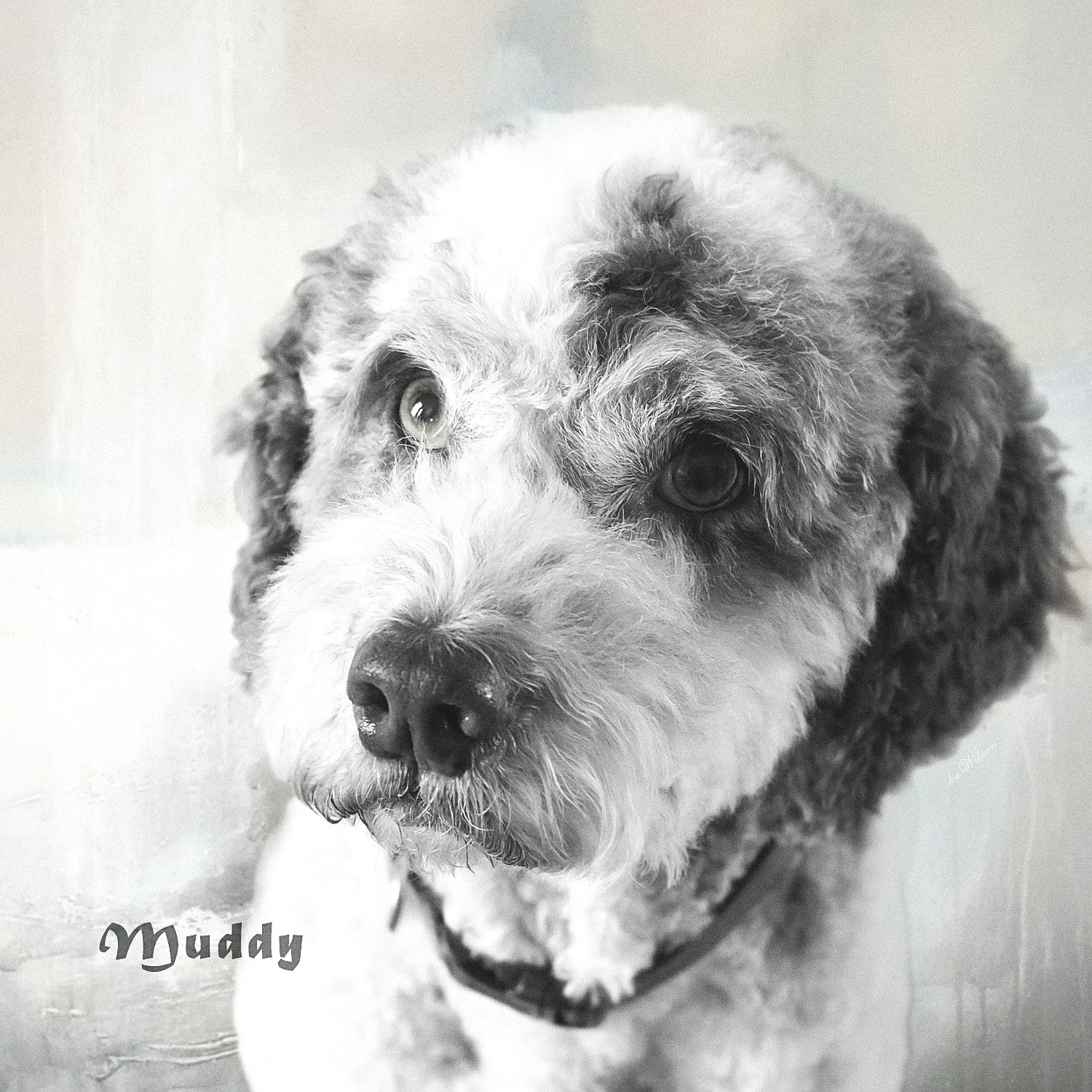 Muddy+Oct+2023+5x5+BW.jpg