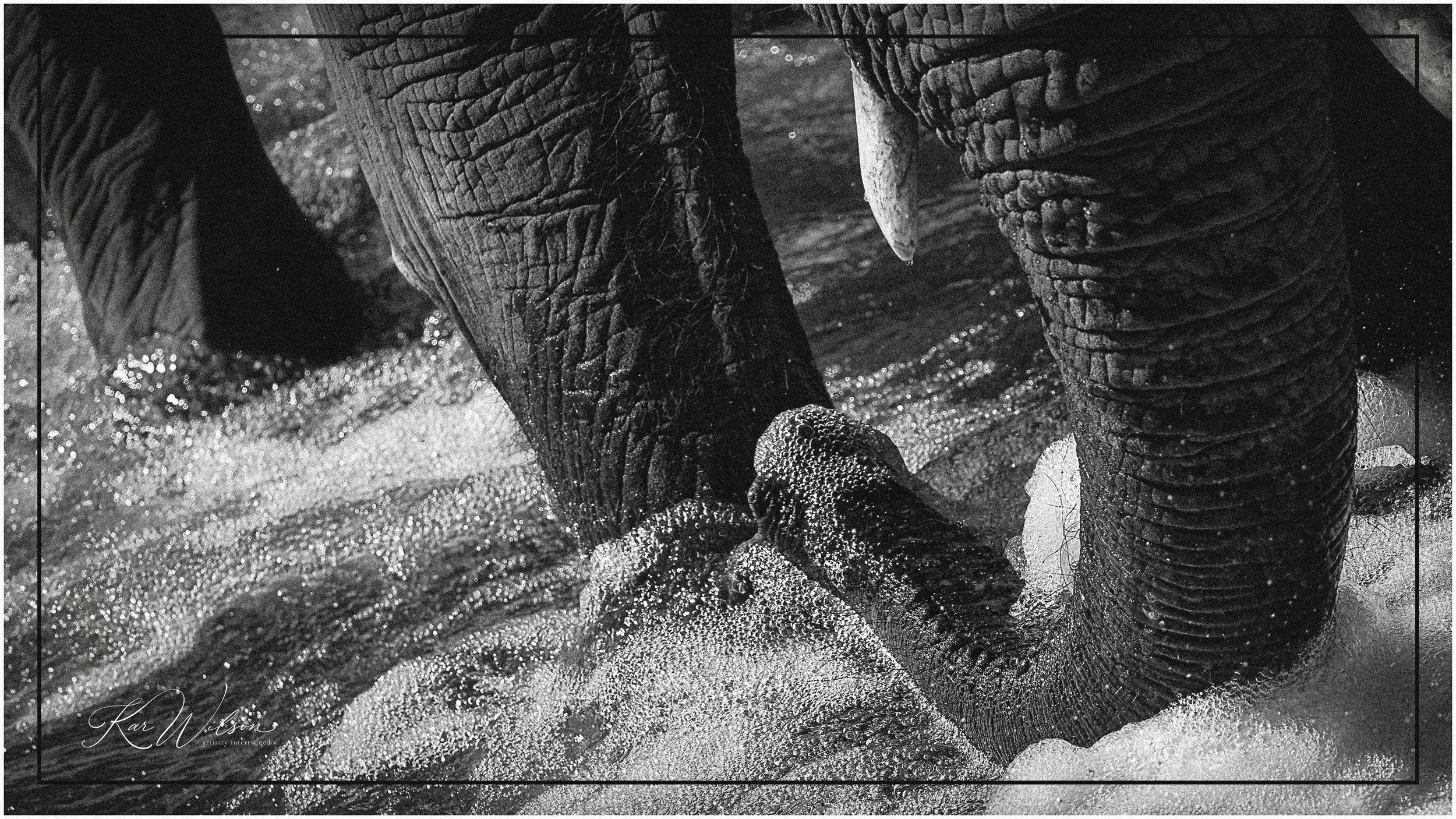 | Paws    Claws    Hooves |