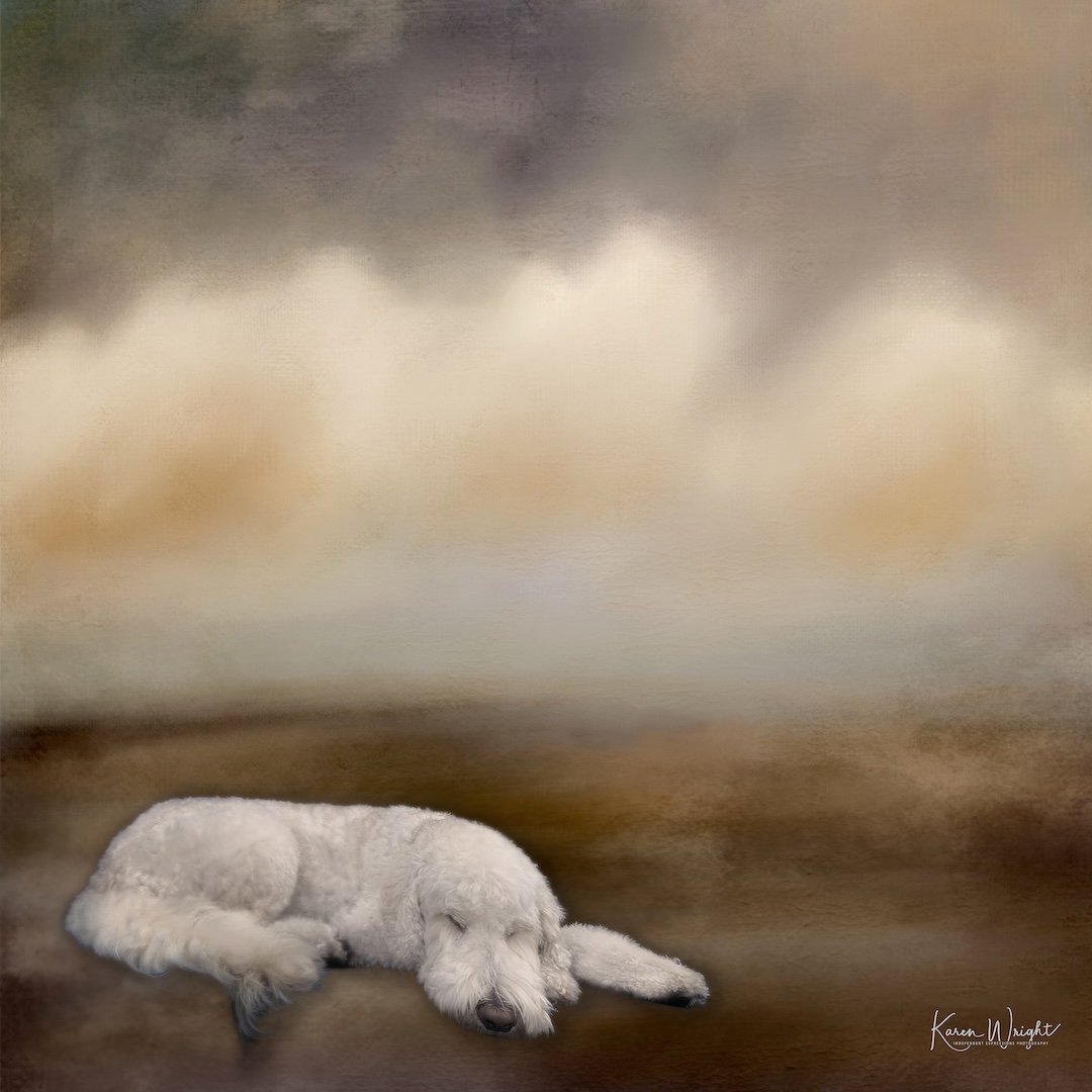 Gallery Project 4: Paws and Claws