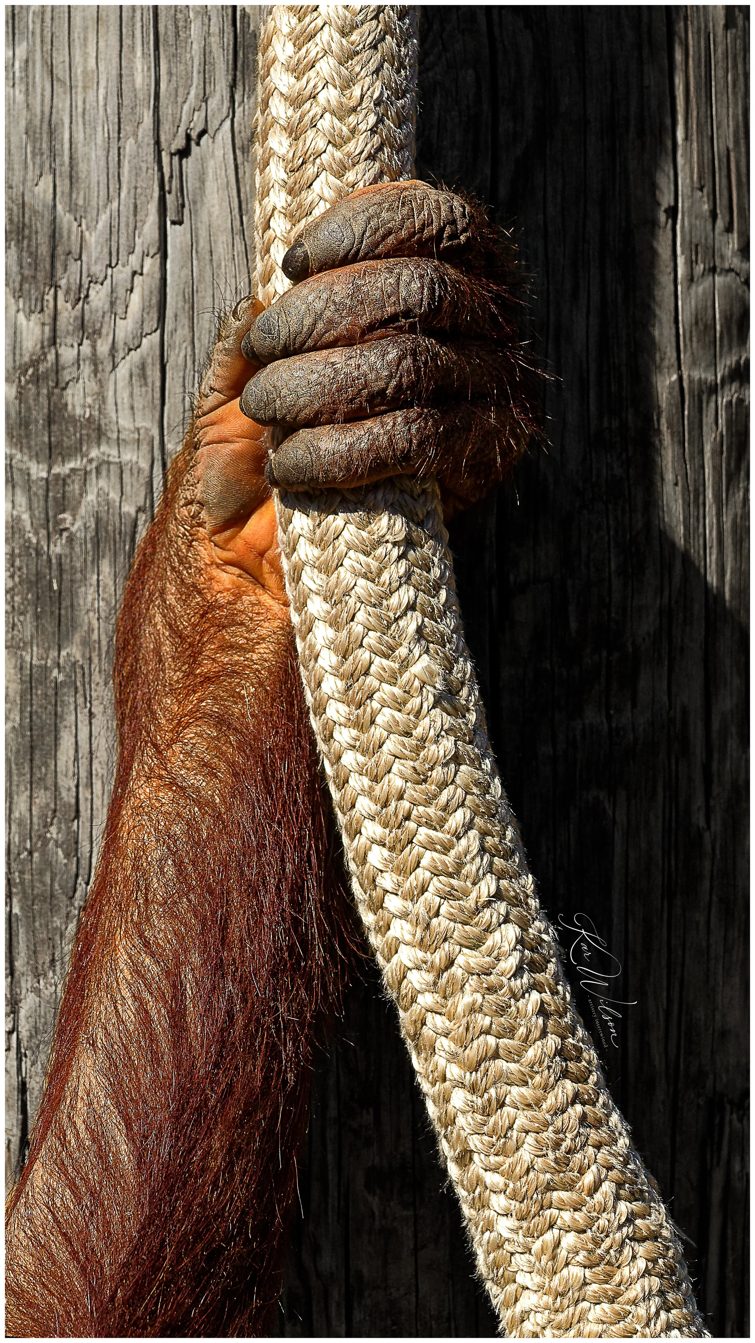 KarWilsonWright-GRIP.jpg