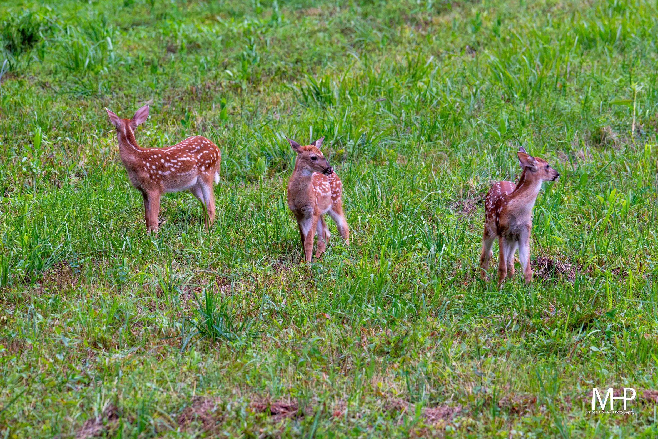 Three young deer with white spots on their backs and sides standing in tall green grass in a natural outdoor setting.