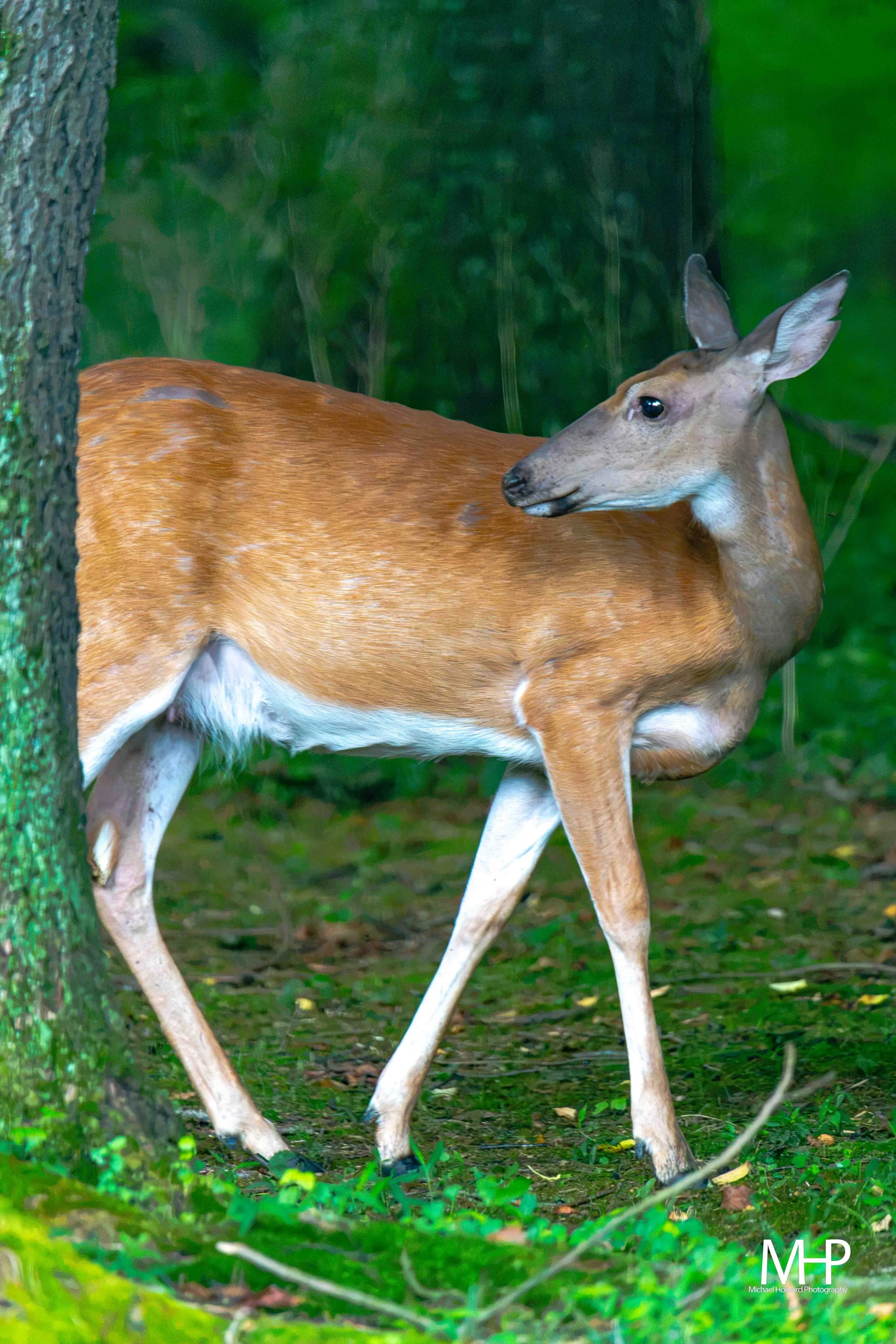 A deer standing in a green forest, with a tree trunk visible on the left and lush greenery in the background.