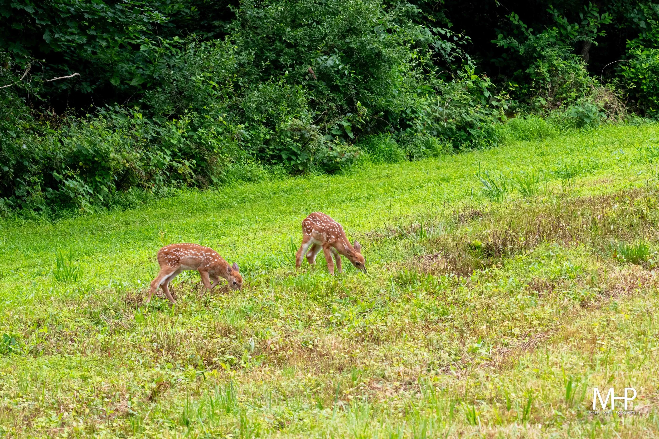 Three young deer grazing on grass near dense green bushes.