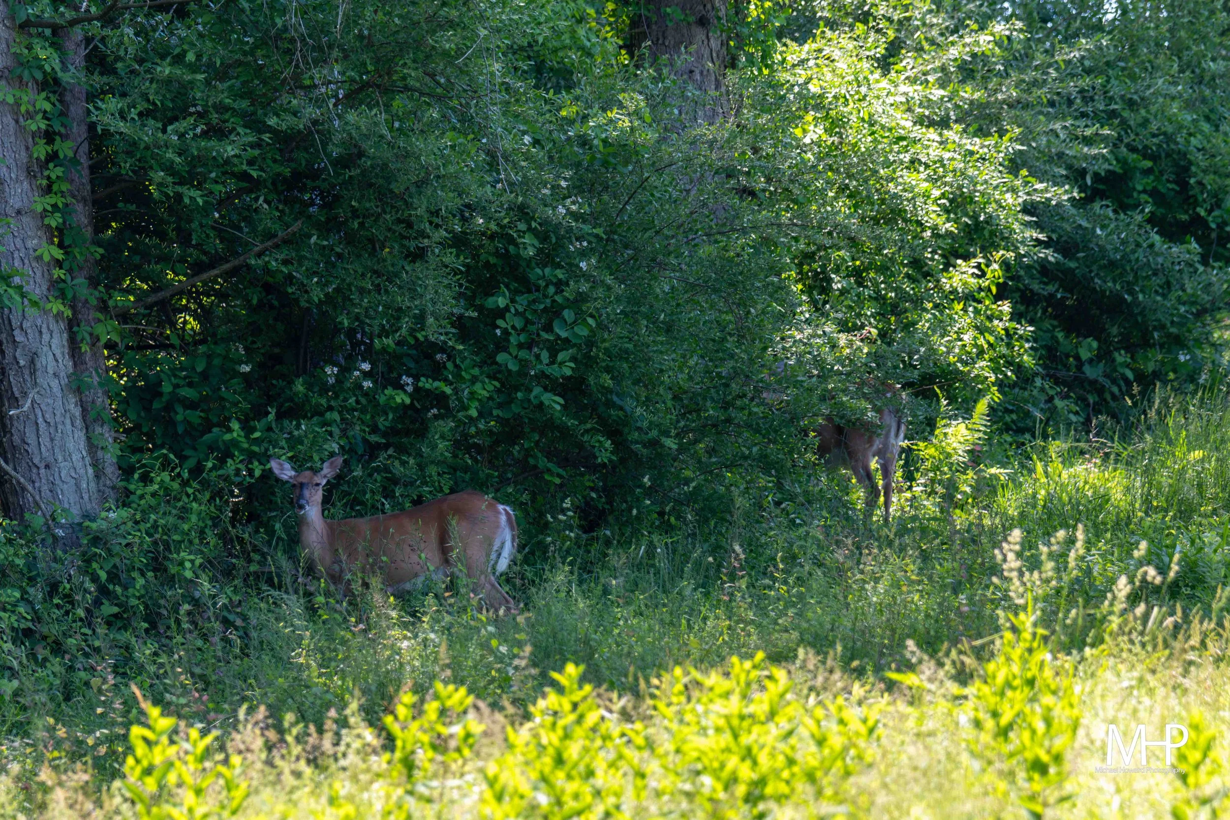 Deer standing in lush green forest with dense foliage and trees