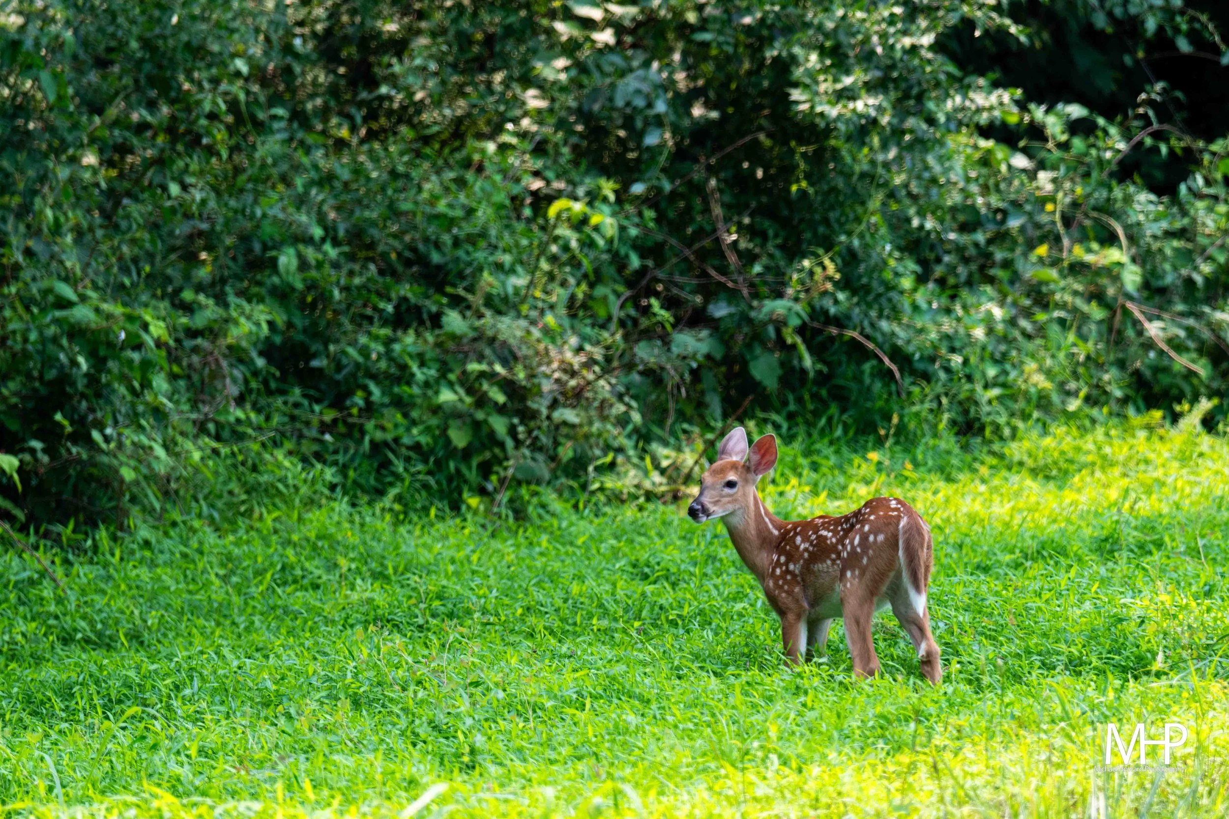 A young deer standing on green grass in front of a dense, leafy green wooded area.