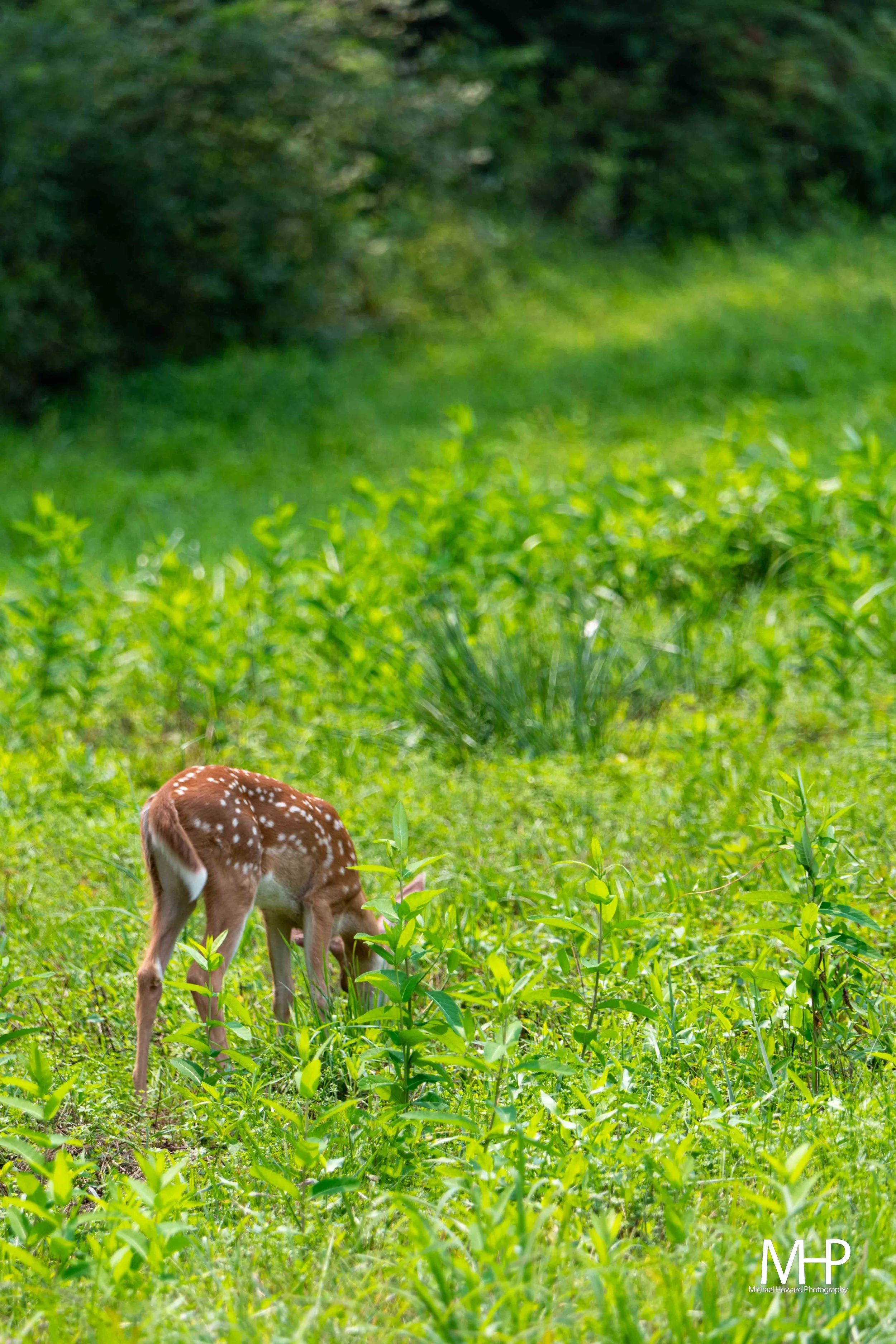 Young spotted fawn grazing in a green field with dense trees in the background.