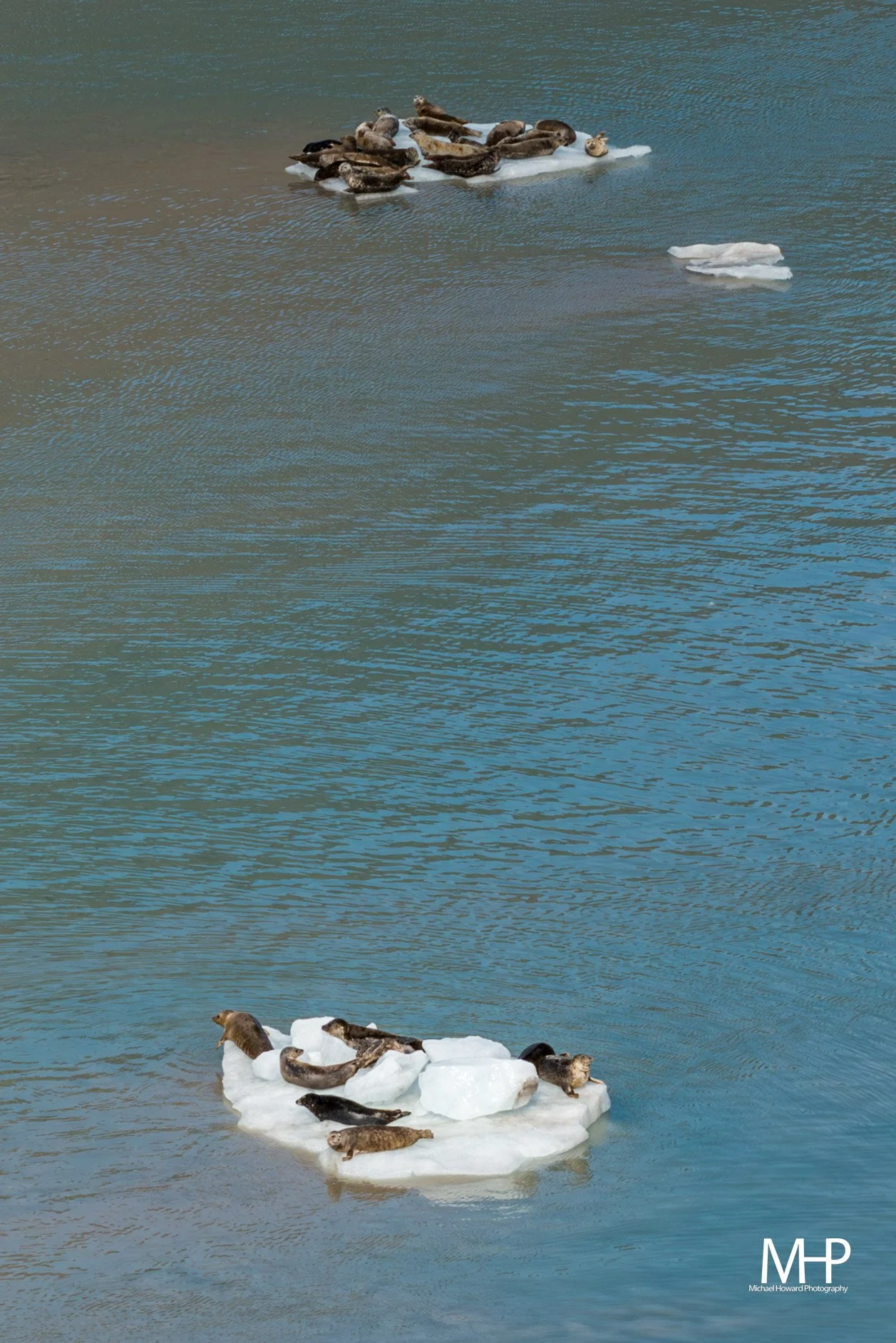 Seagulls resting on floating ice blocks in a body of water.