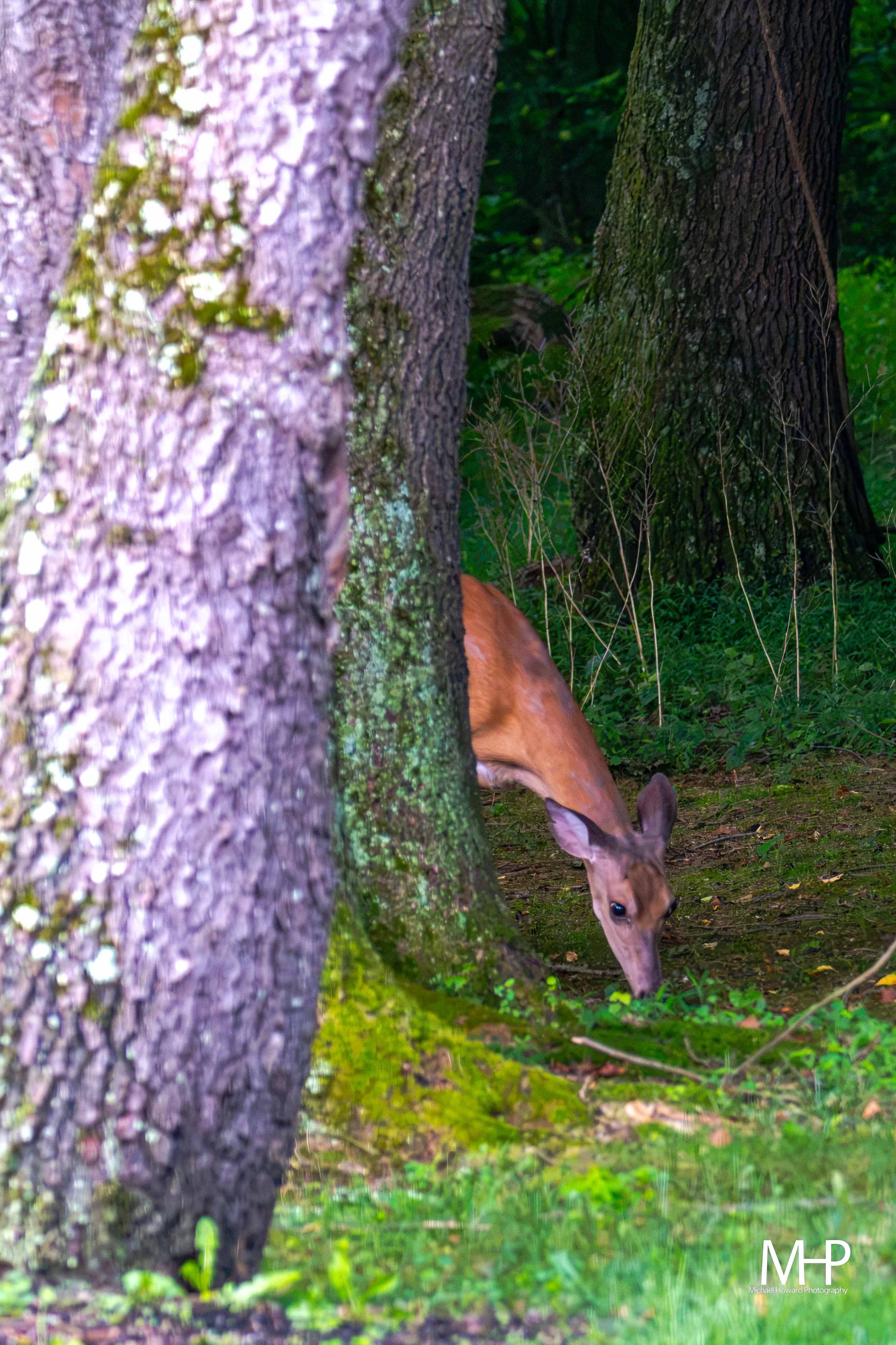 Deer grazing in a forest with a large tree trunk in the foreground