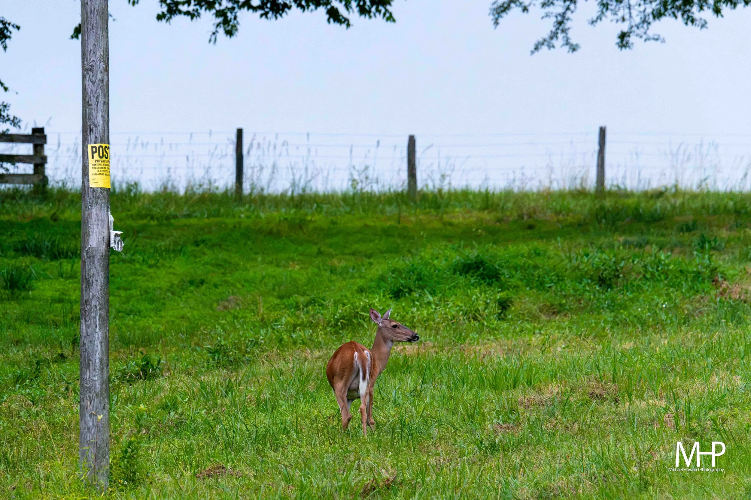 Young deer standing on green grassy field with trees and a wooden fence in the background.
