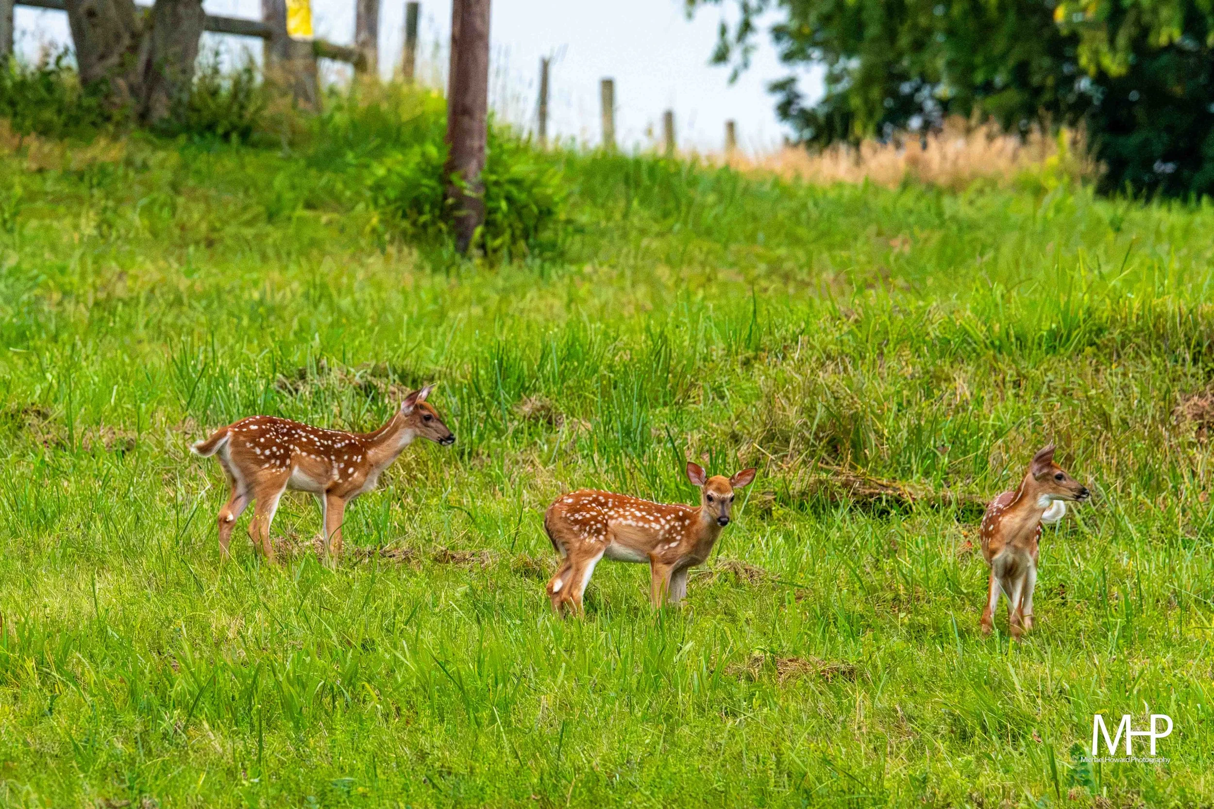 Young deer with white spots standing in a grassy field.