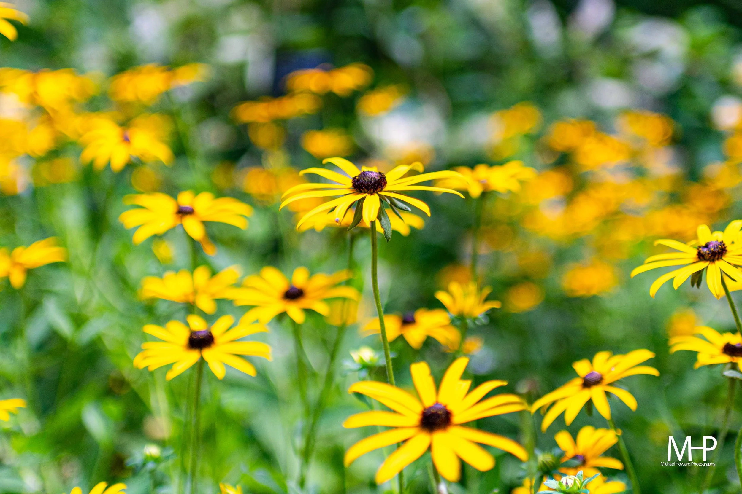 Close-up of yellow flowers with dark centers, with a blurred background of more yellow flowers and green foliage.