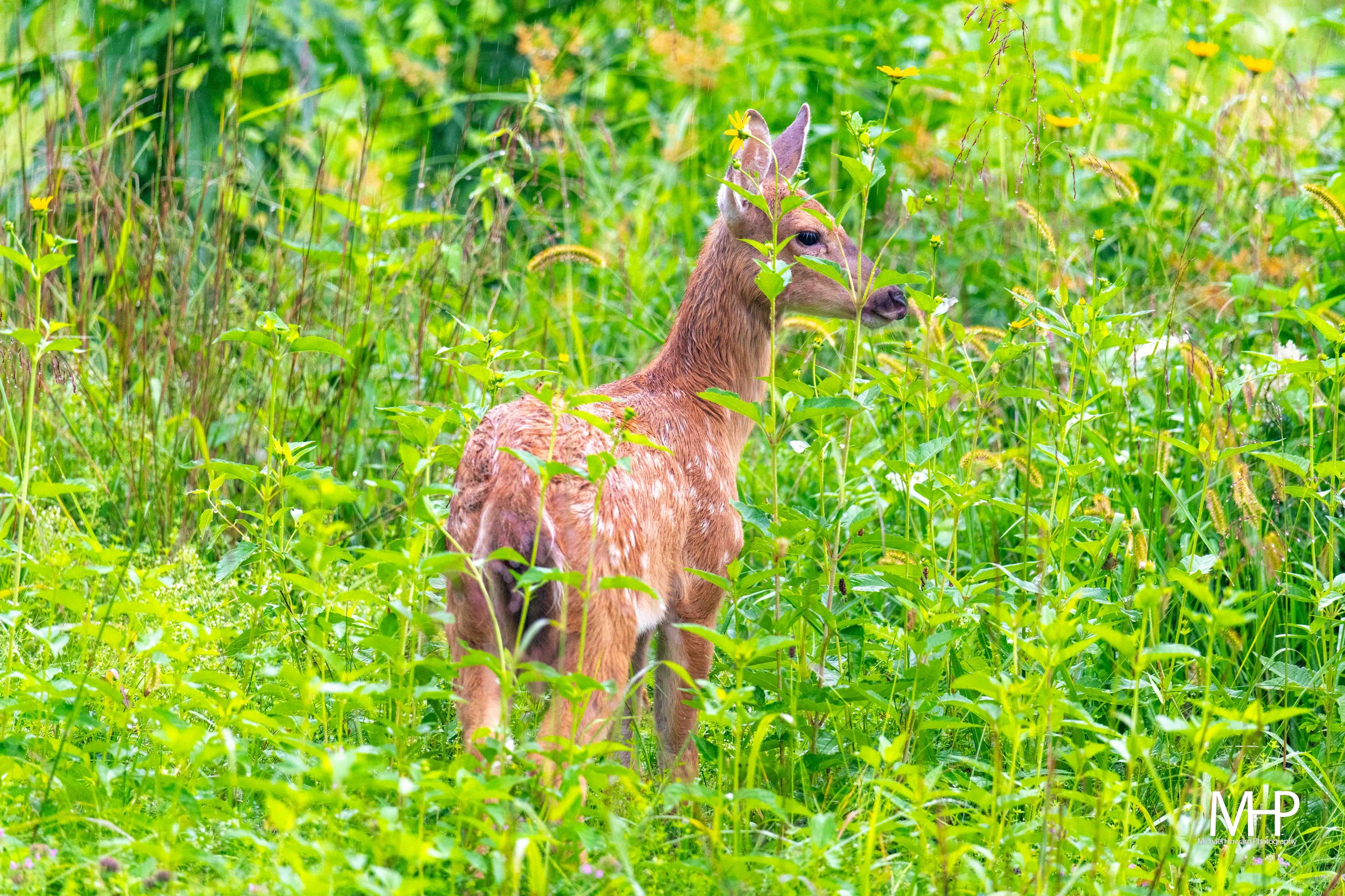 Young deer standing among tall green grasses and yellow wildflowers in a lush, natural environment.