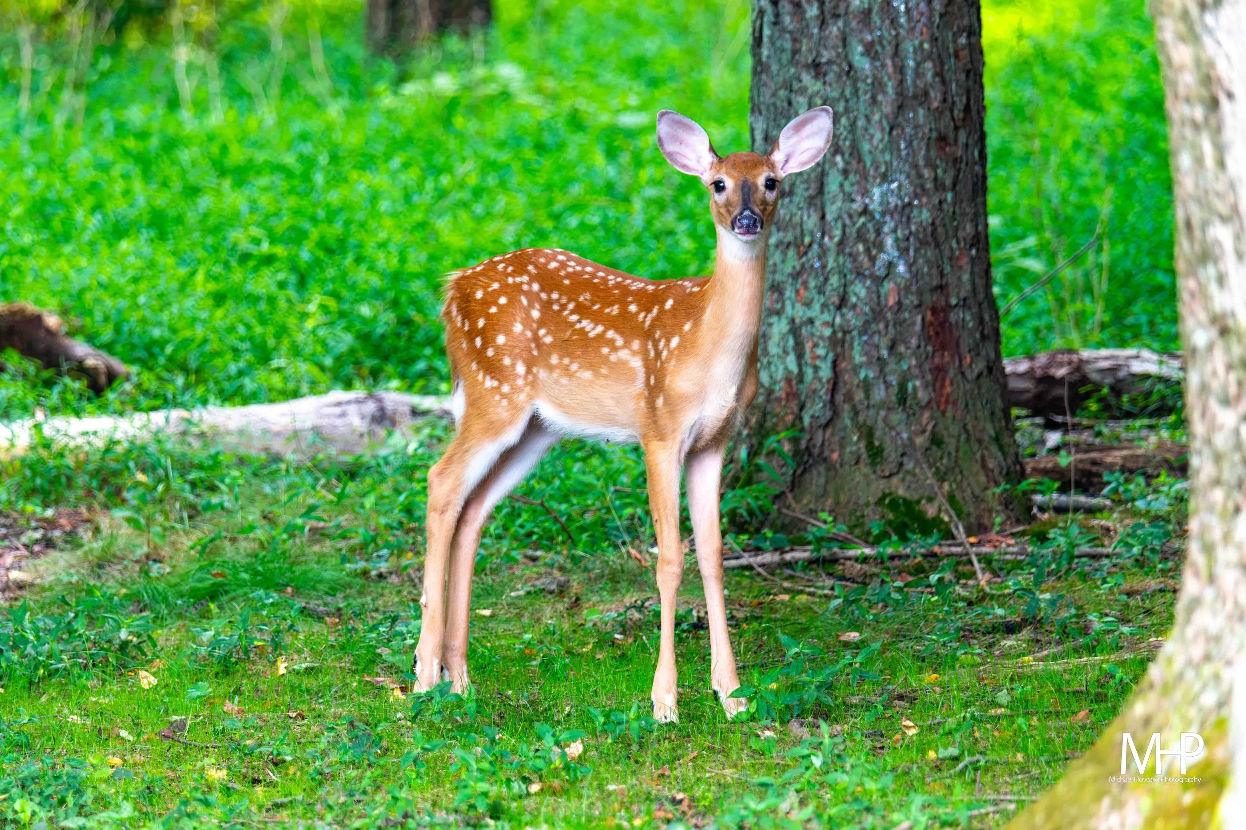 A young spotted deer standing on green grass near a tree in a forest.