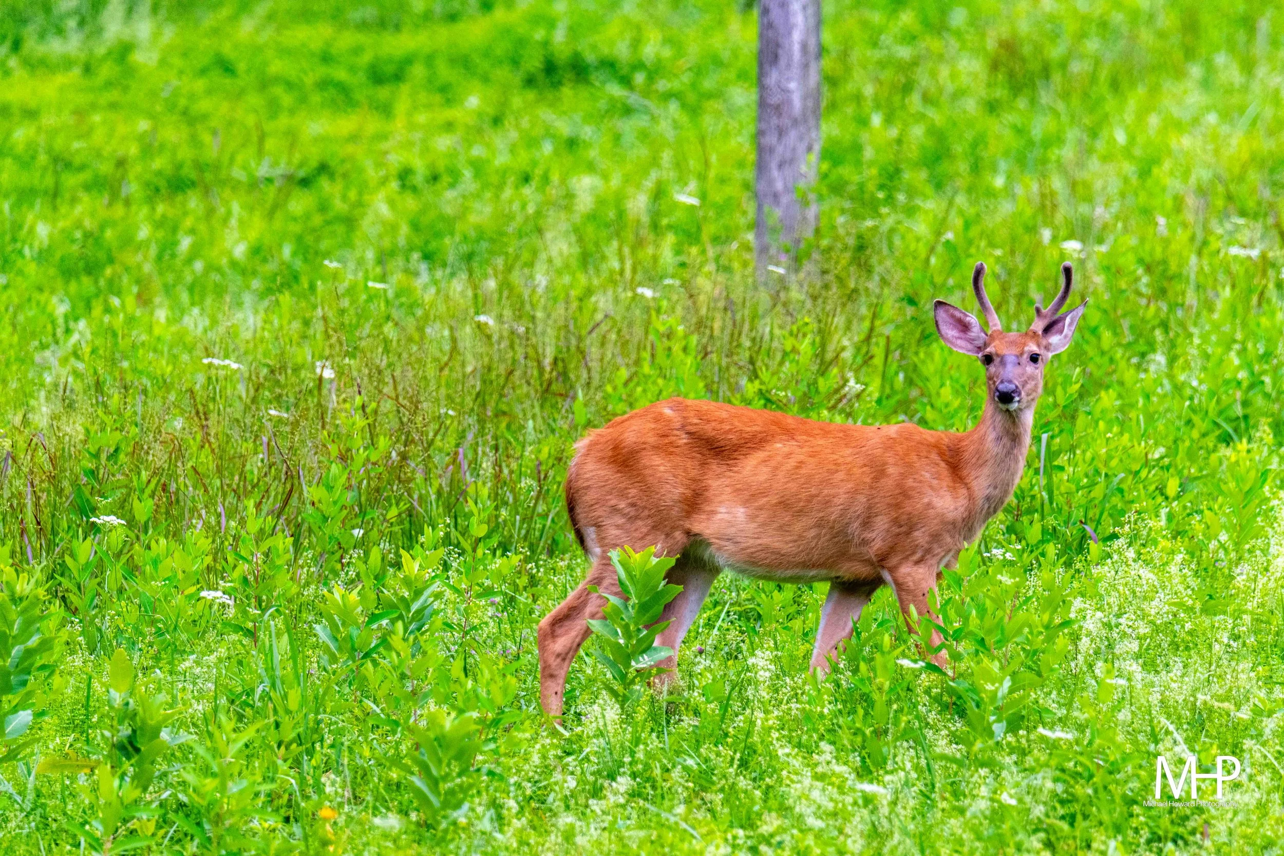 A young deer with small antlers standing in a lush green field with tall grass and a tree trunk in the background.