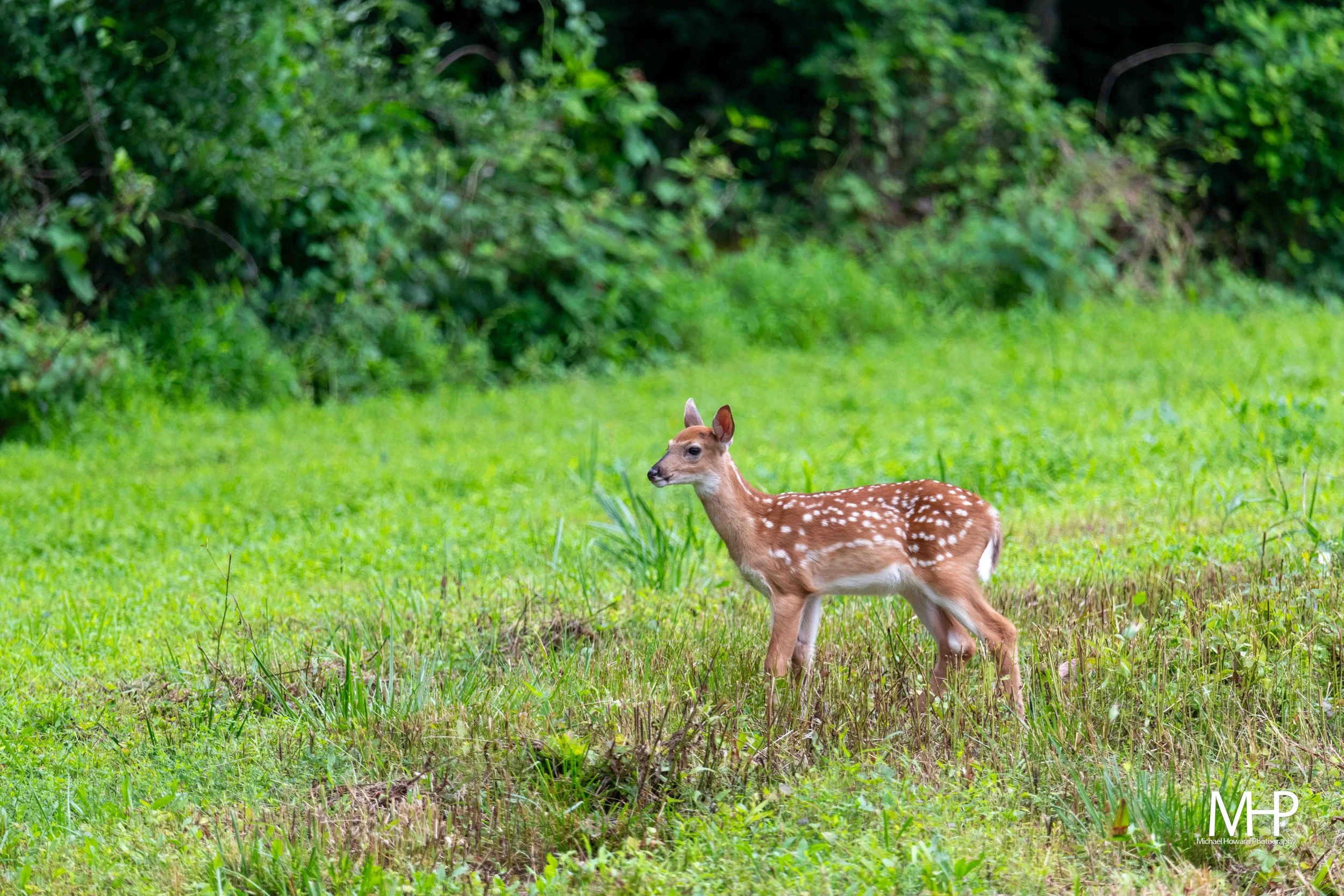 A young fawn with white spots on its back standing on a grassy field with green foliage in the background.