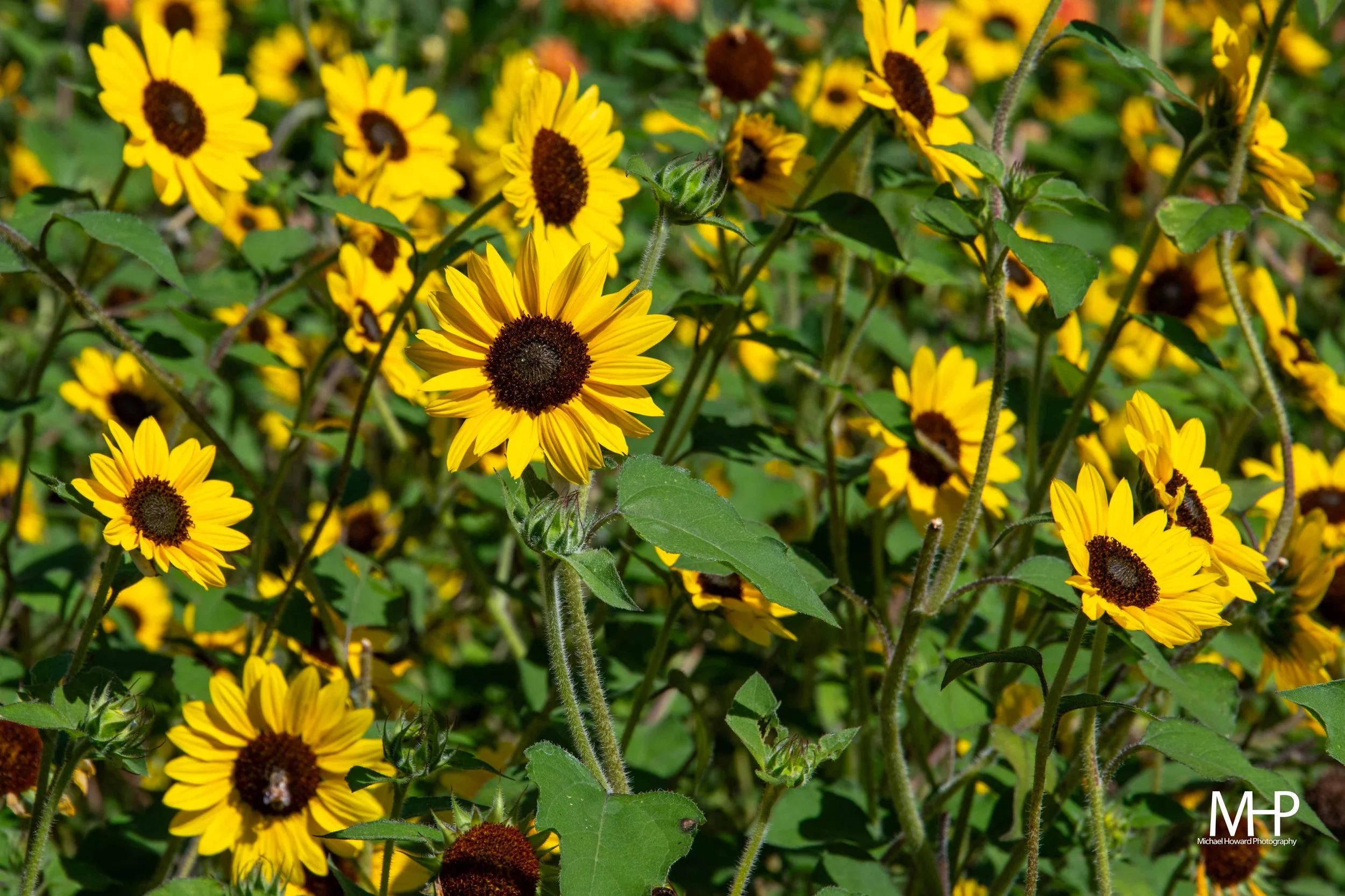 Yellow flowers with brown centers growing in a field.