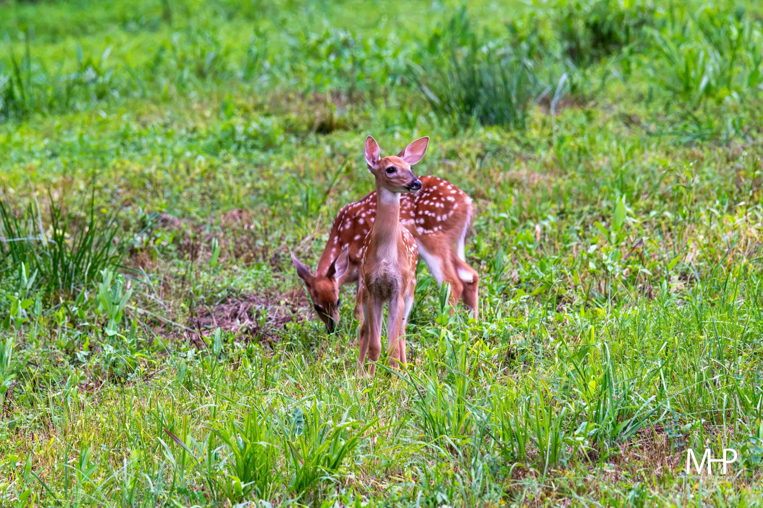 A young deer with white spots lying in a grassy area.