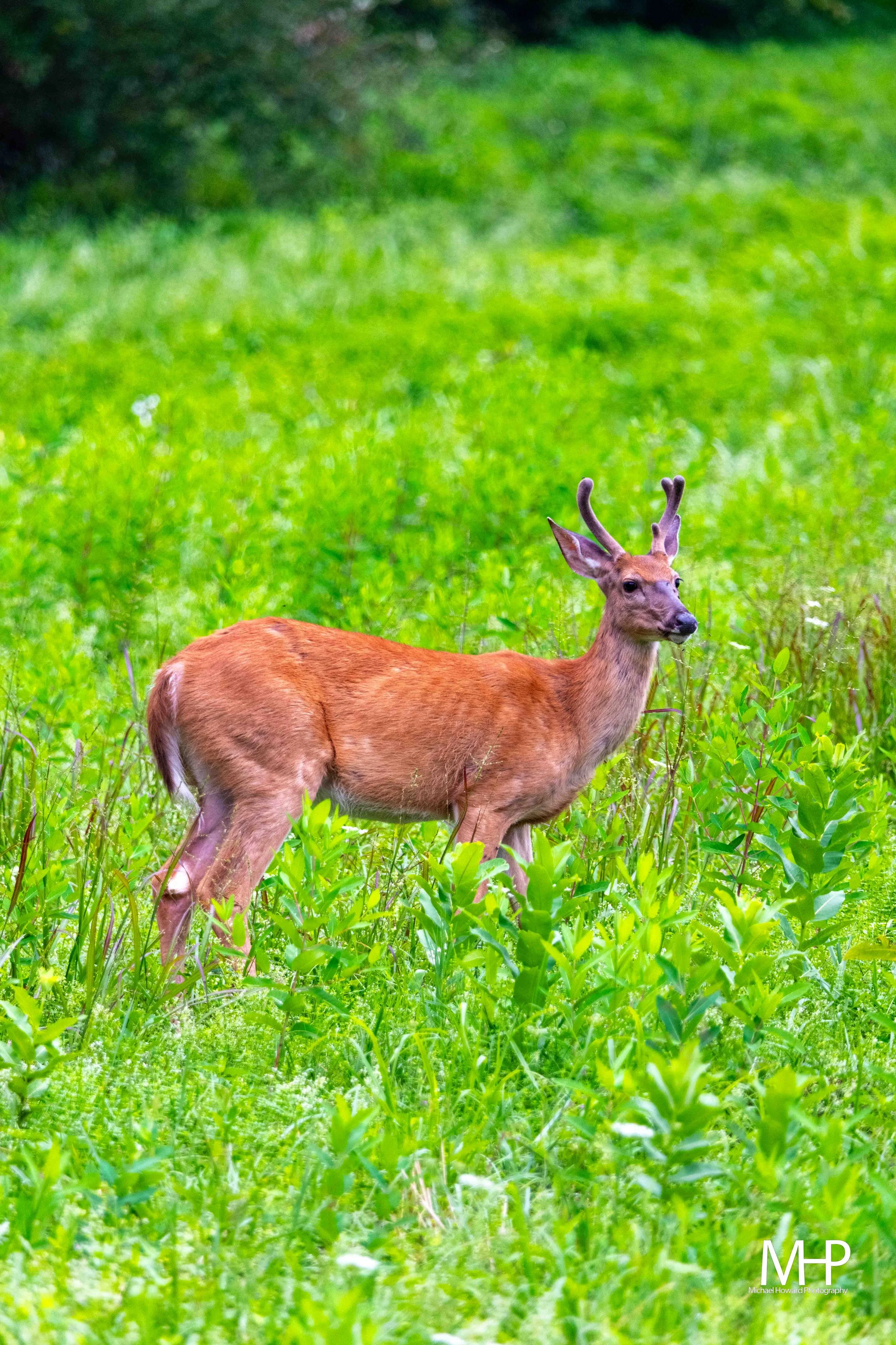 A young deer standing in a lush green field with tall grass and plants.