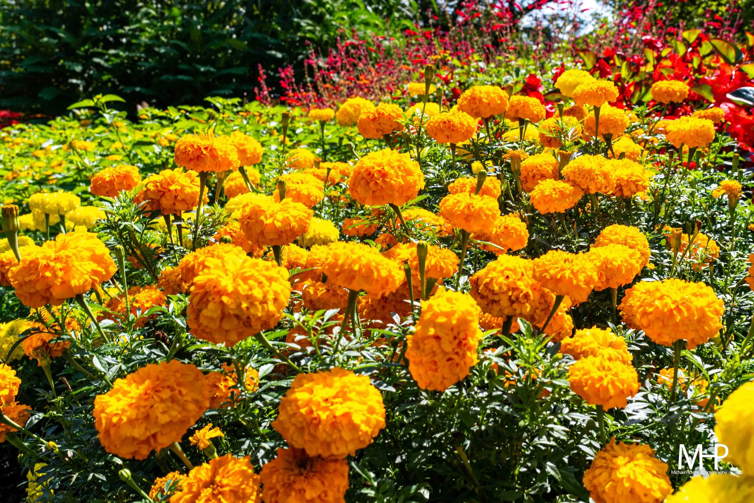 Bright orange marigold flowers blooming densely in a garden with green foliage and some red flowers in the background.