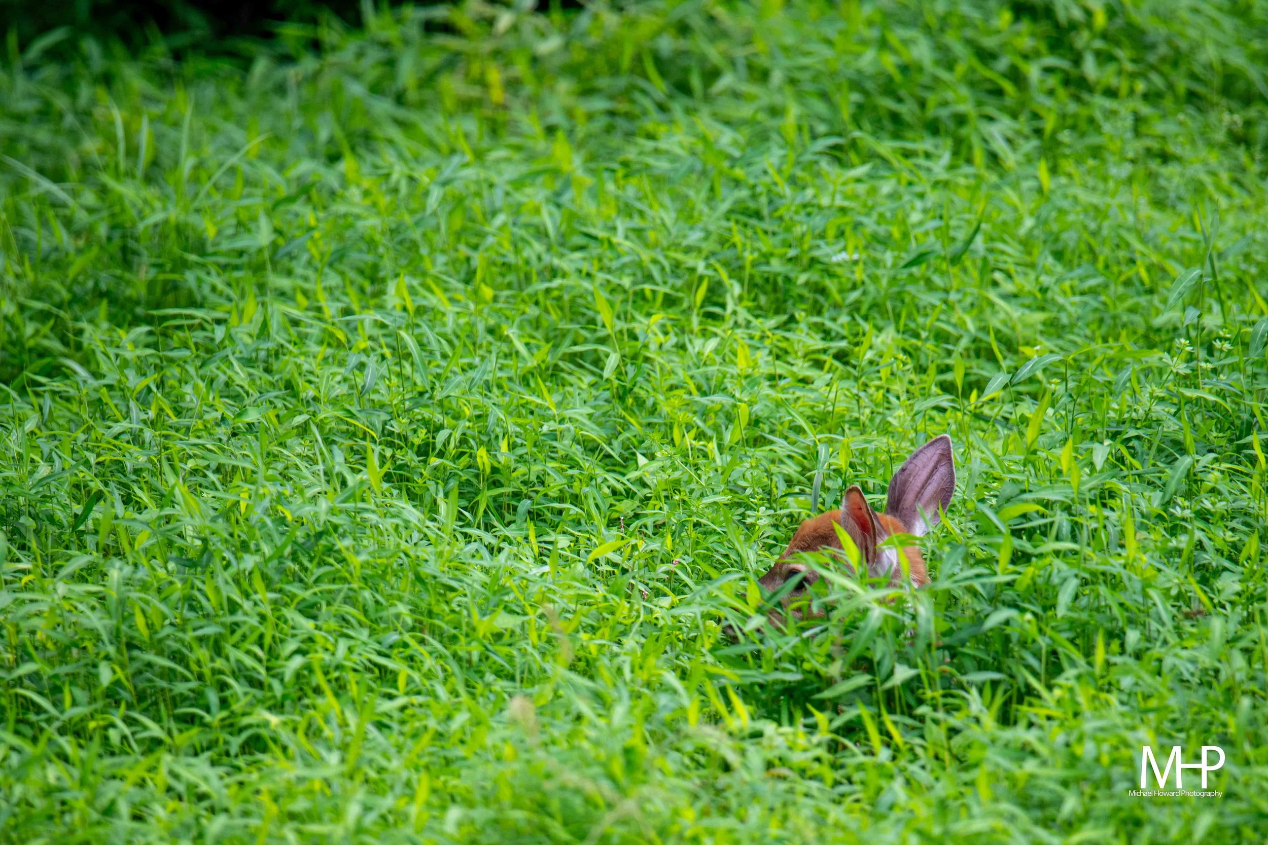A dog partially hidden in tall green grass, with only its ears and part of its face visible.