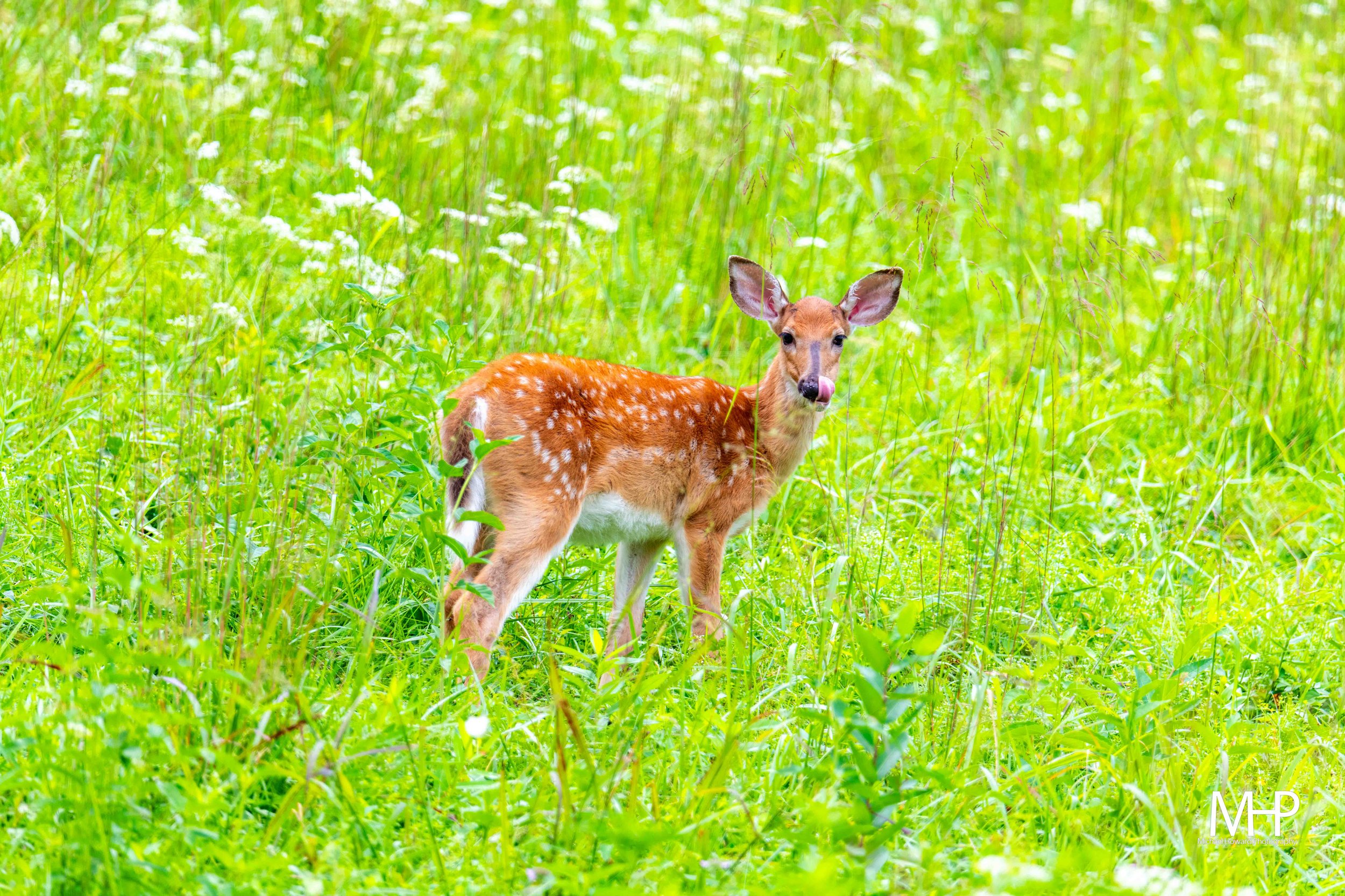 Young deer standing in tall green grass in a bright, sunny field, licking its nose.
