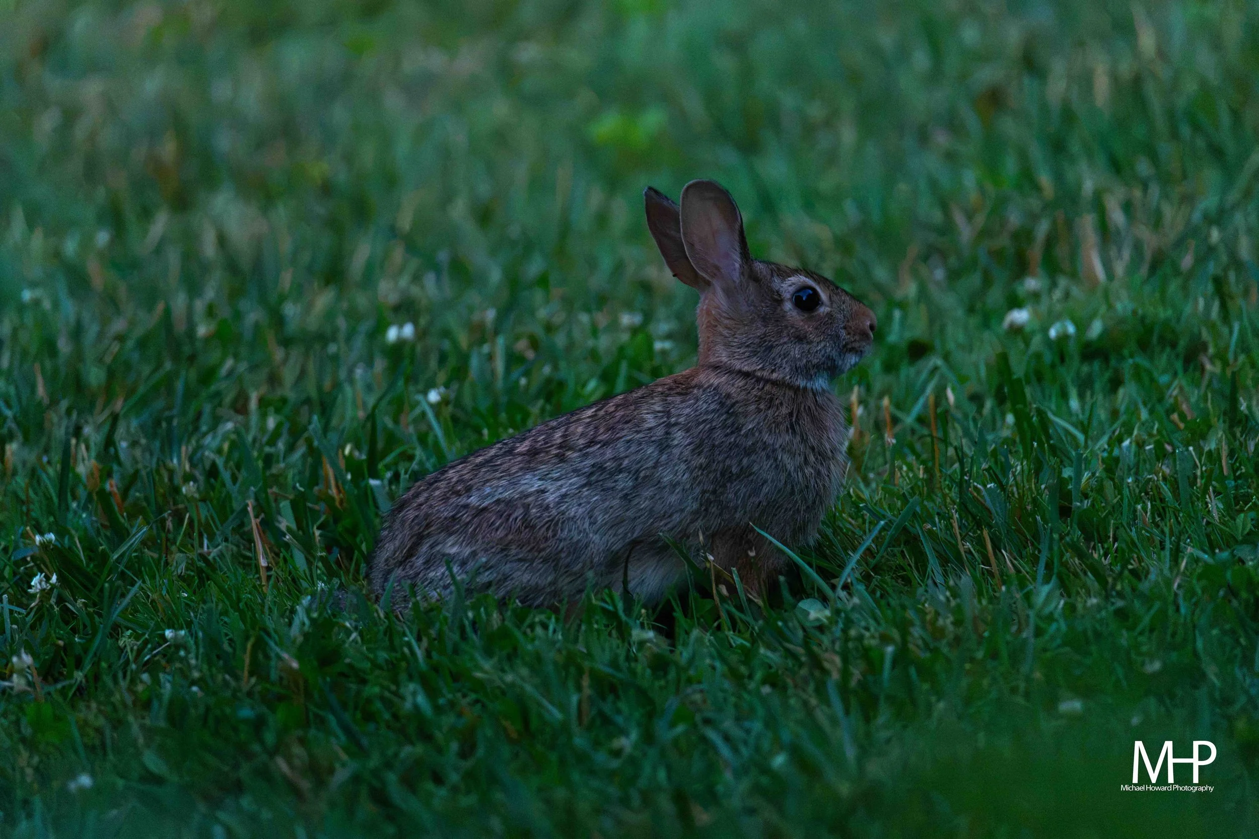 A brown rabbit is sitting on green grass with small white flowers. The background is blurry with lush green foliage. The image is taken outdoors with soft lighting.