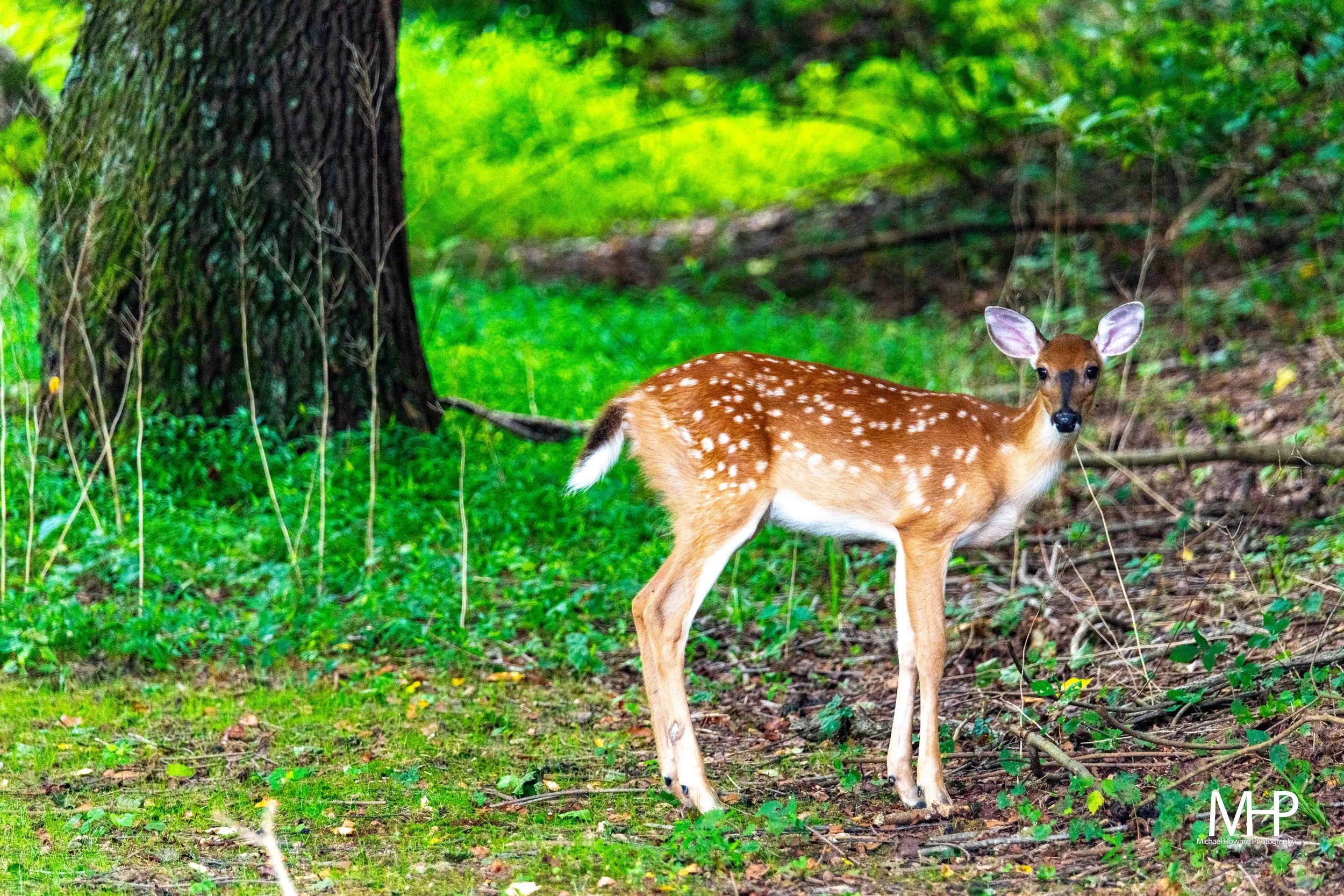 A young deer with a reddish-brown coat and white spots standing on a grassy forest floor surrounded by green foliage and trees.