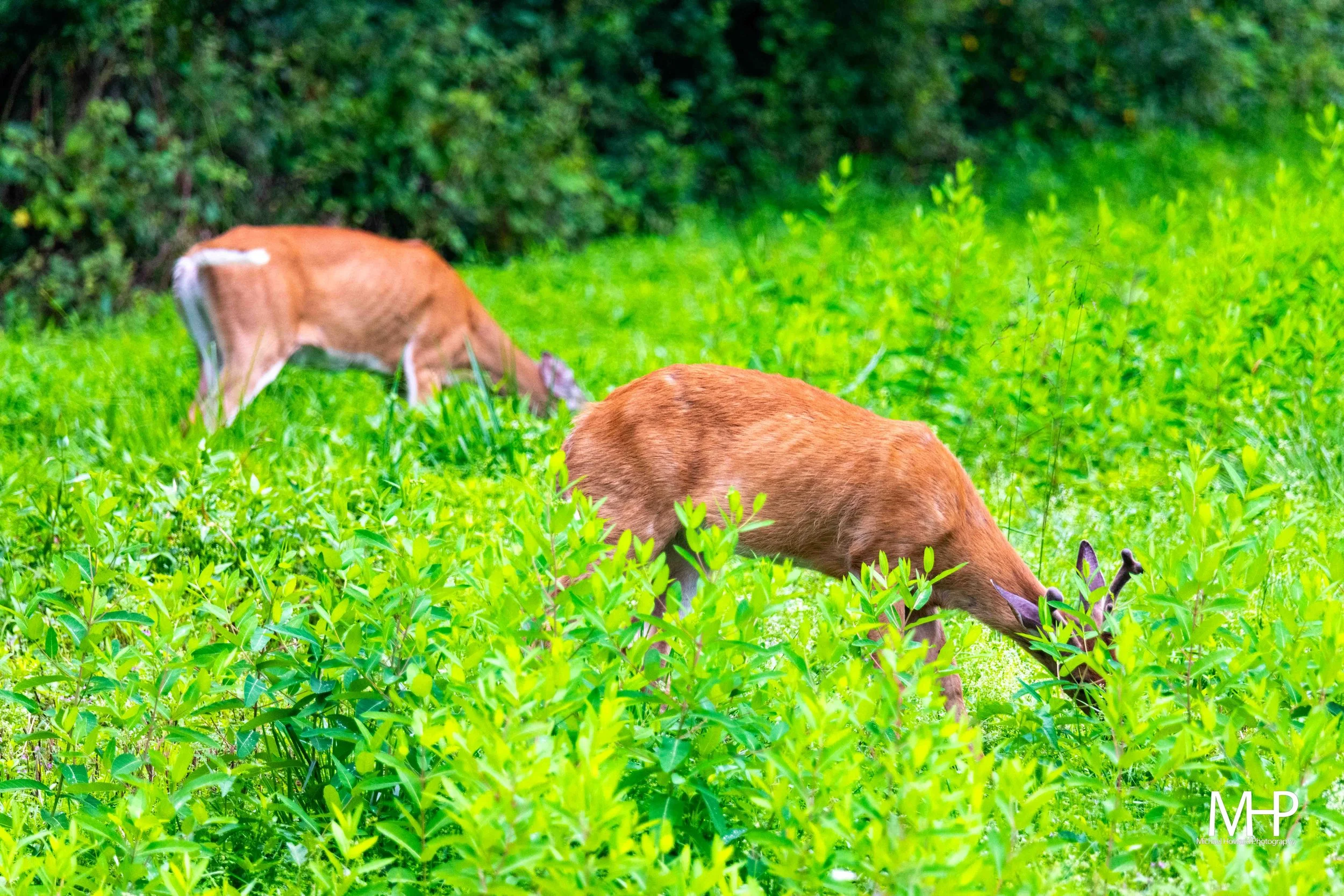 Two deer grazing on lush green grass in a wooded area.