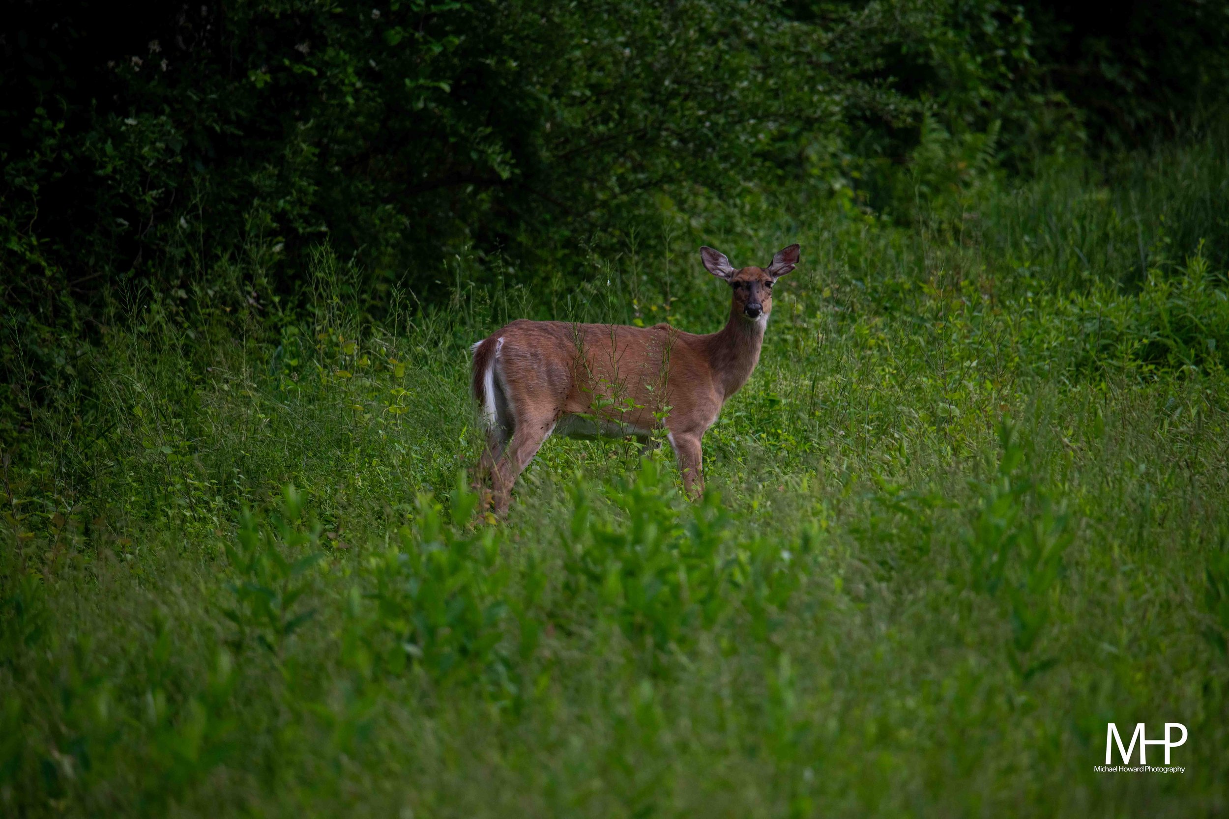 Deer standing in a lush green forest clearing with dense trees and foliage in the background.