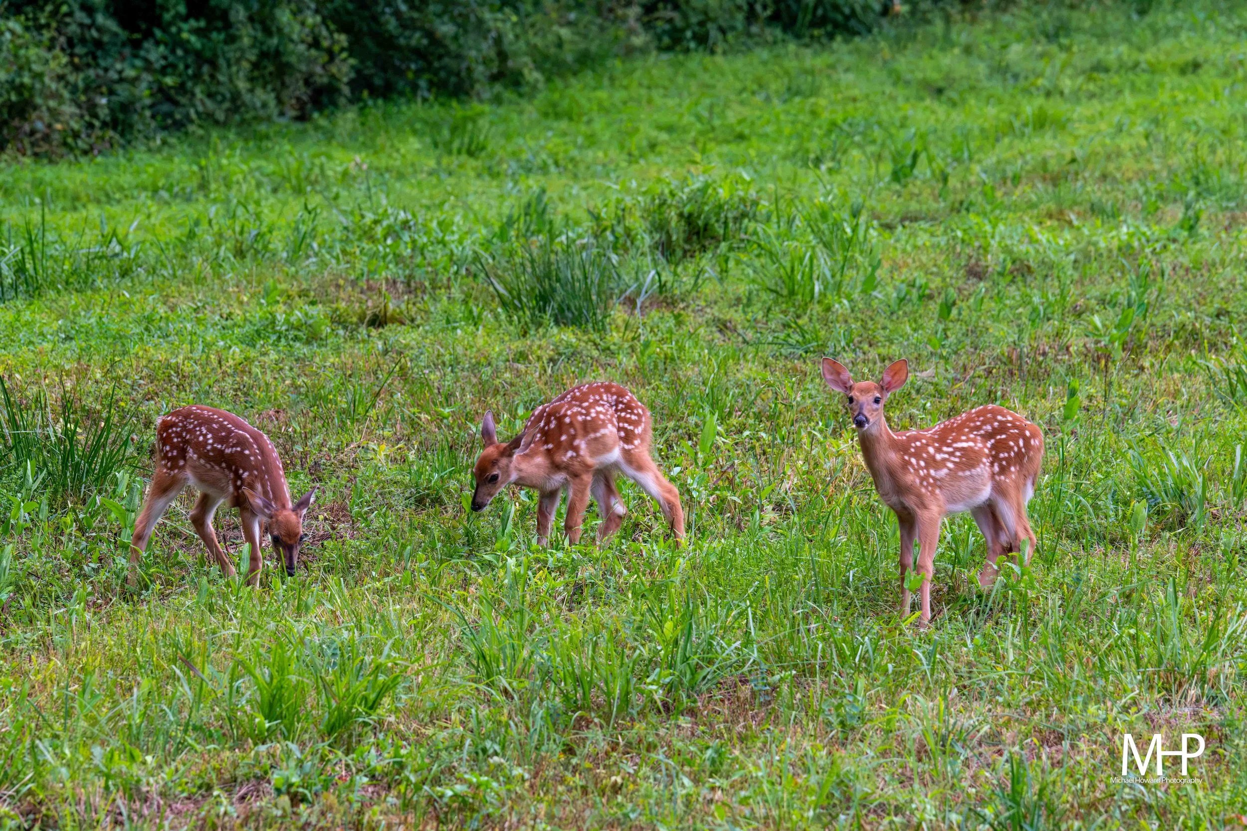 Four young white-spotted deer grazing on green grass in a wooded area.
