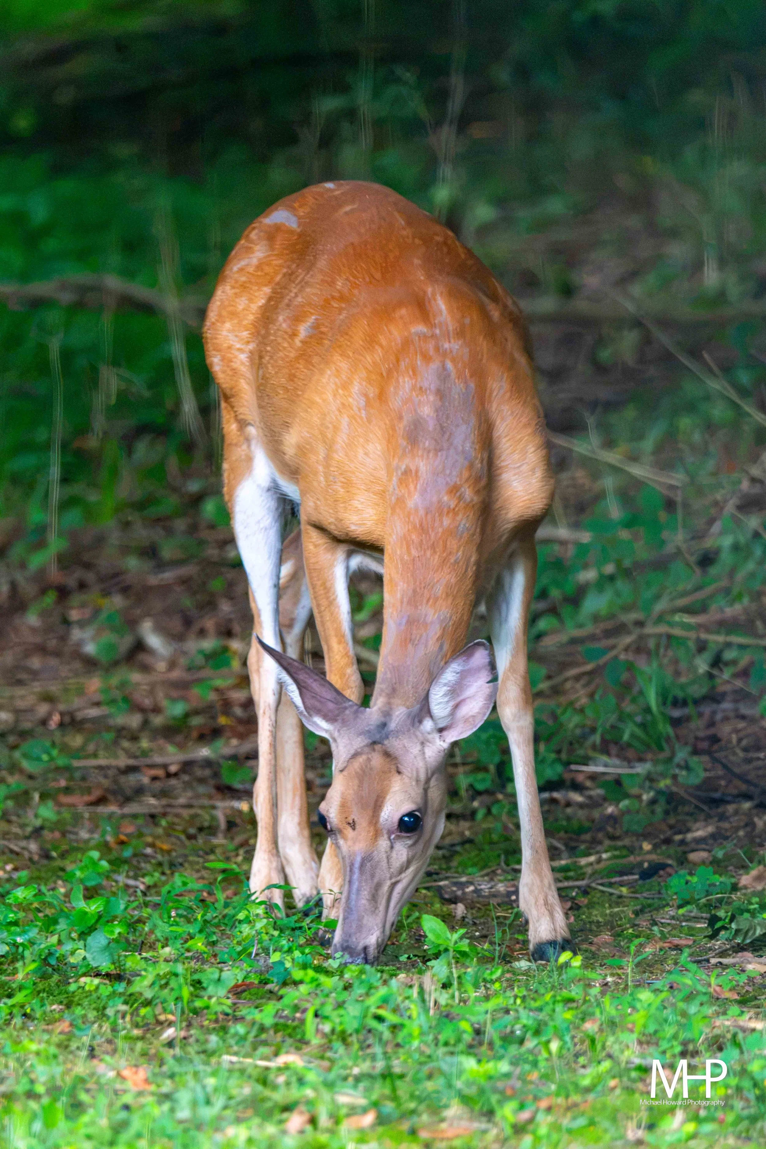 A young deer grazing on green plants in a forested area with blurred leaves and branches in the background.