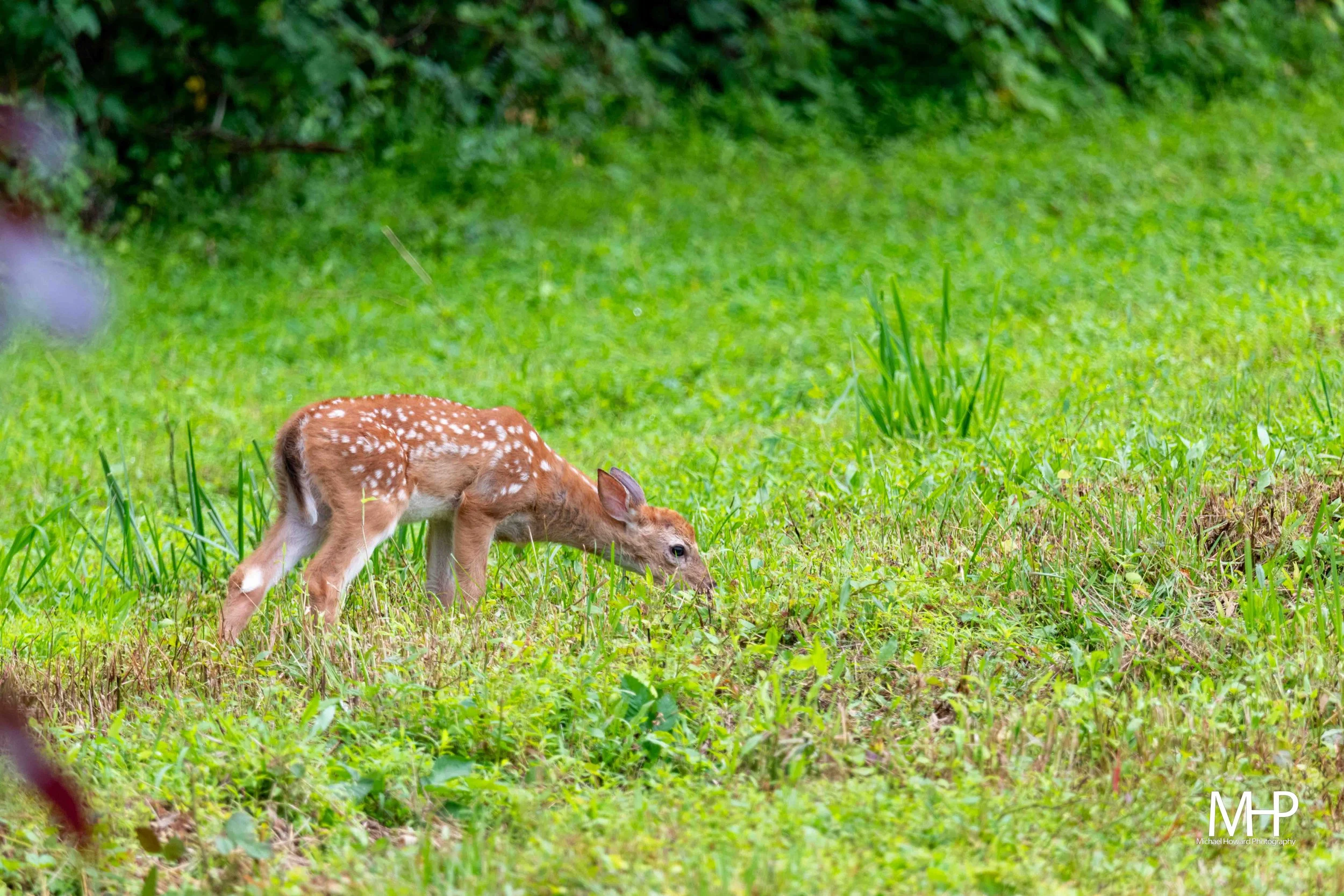 A fawn grazing on grass in a lush green outdoor setting.
