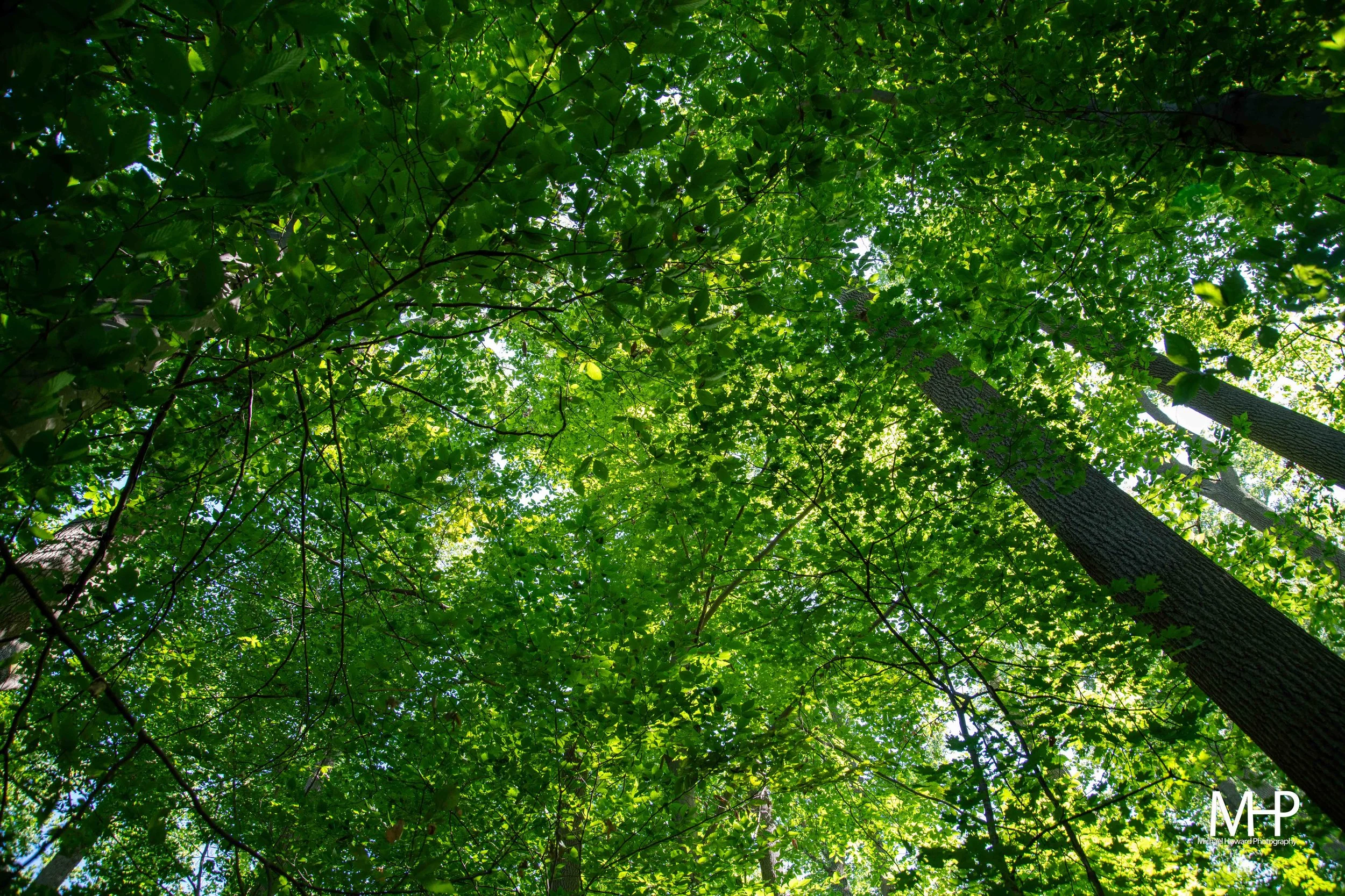 Looking up through a dense canopy of green leaves and tree branches on a sunny day.