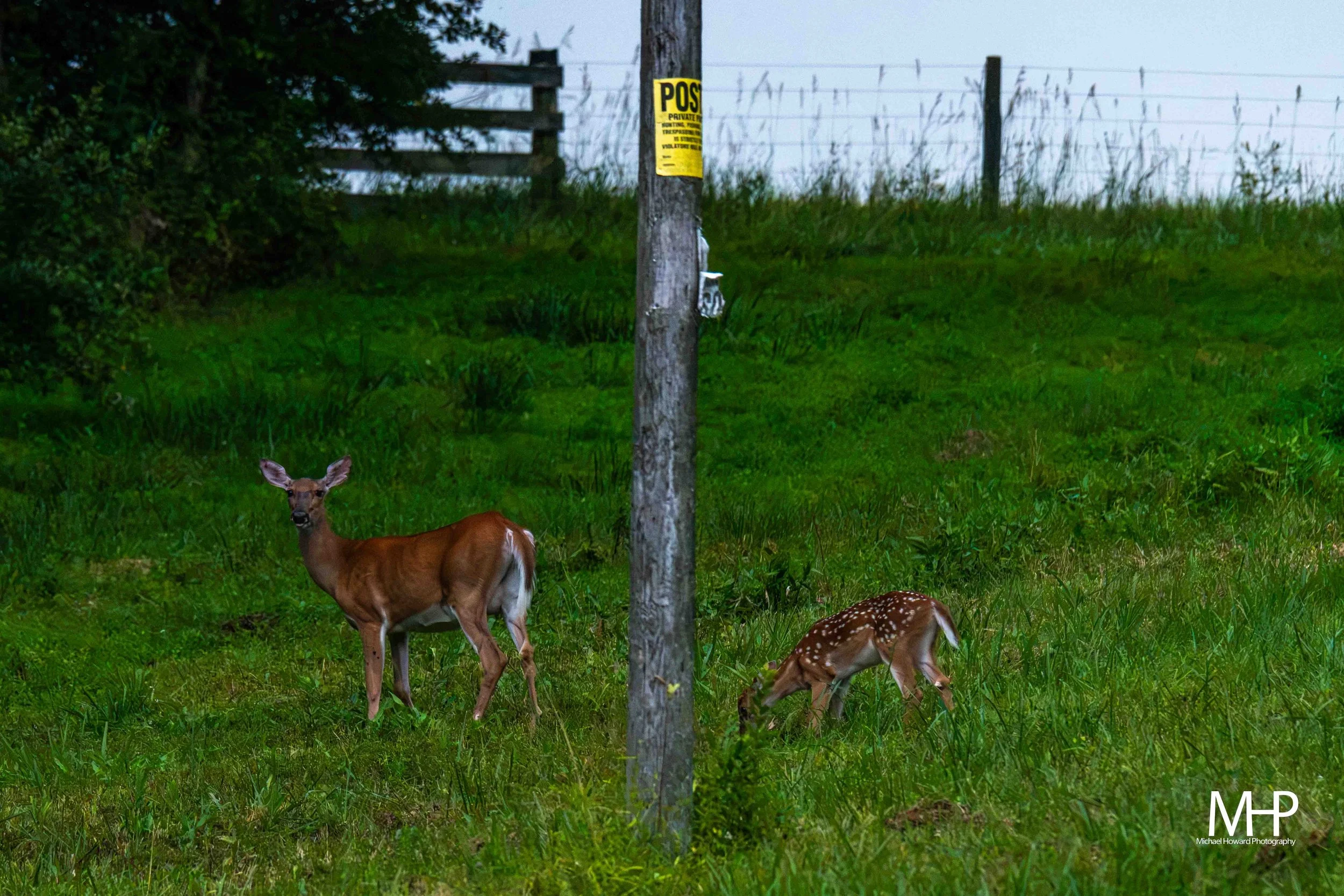 Deer grazing in a grassy field with trees and a fence in the background, and a wooden utility pole with a yellow sign and an electrical box.